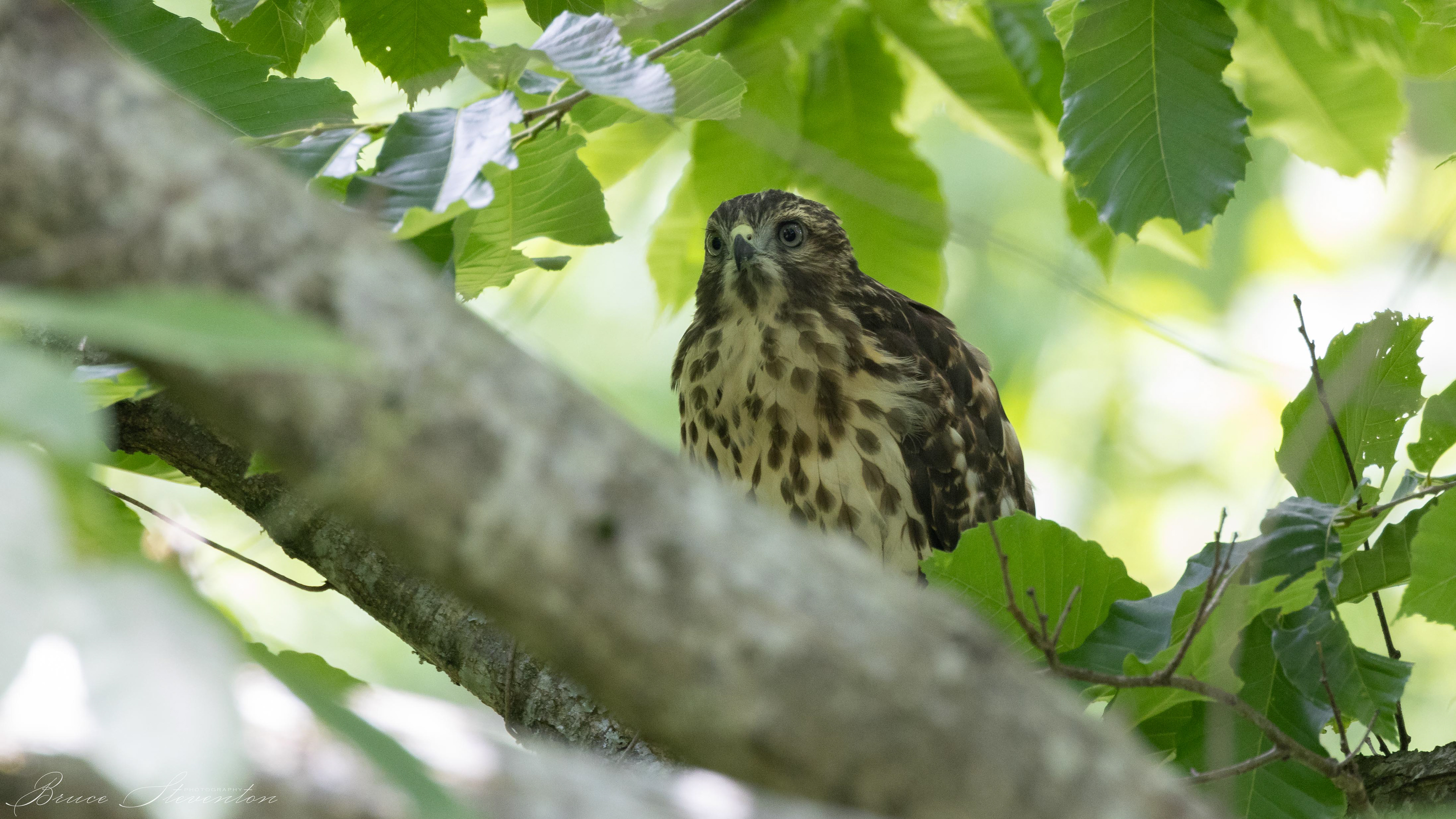 Unknown Hawk - Lake Tomahawk