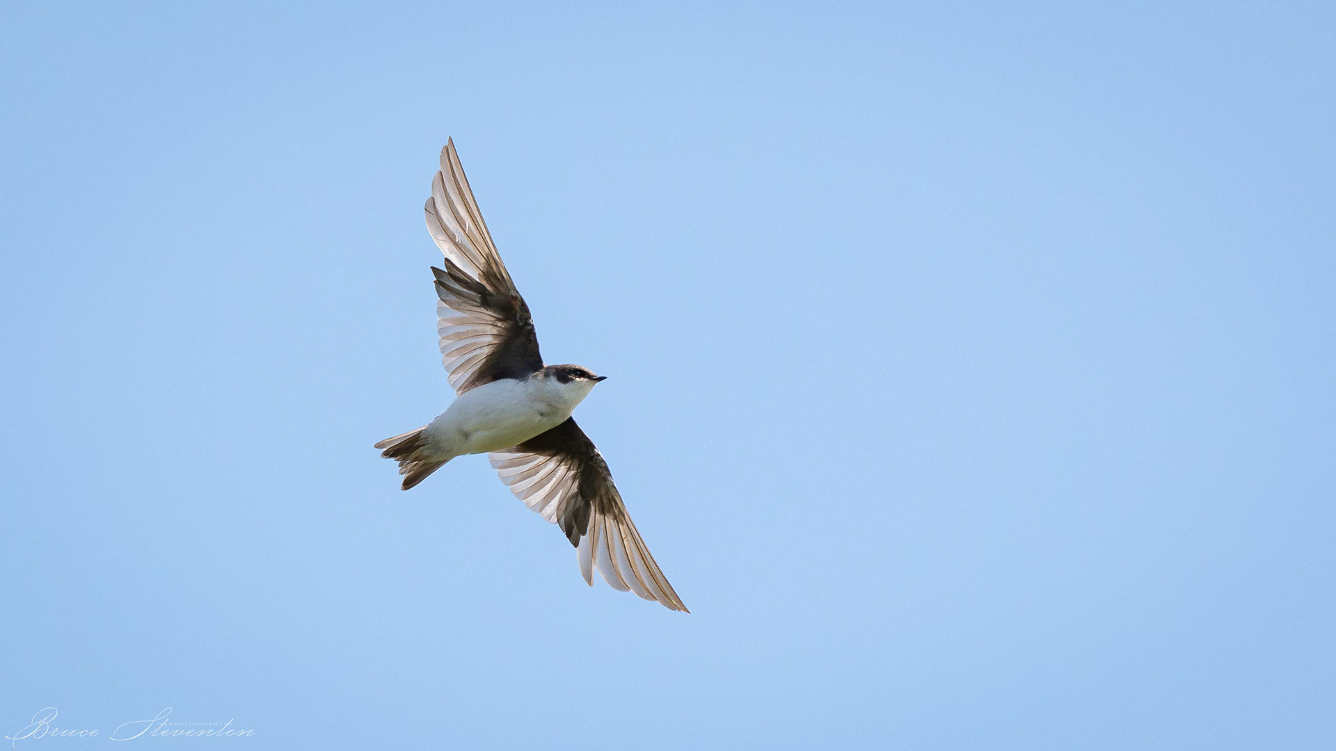Rough-winged Swallow