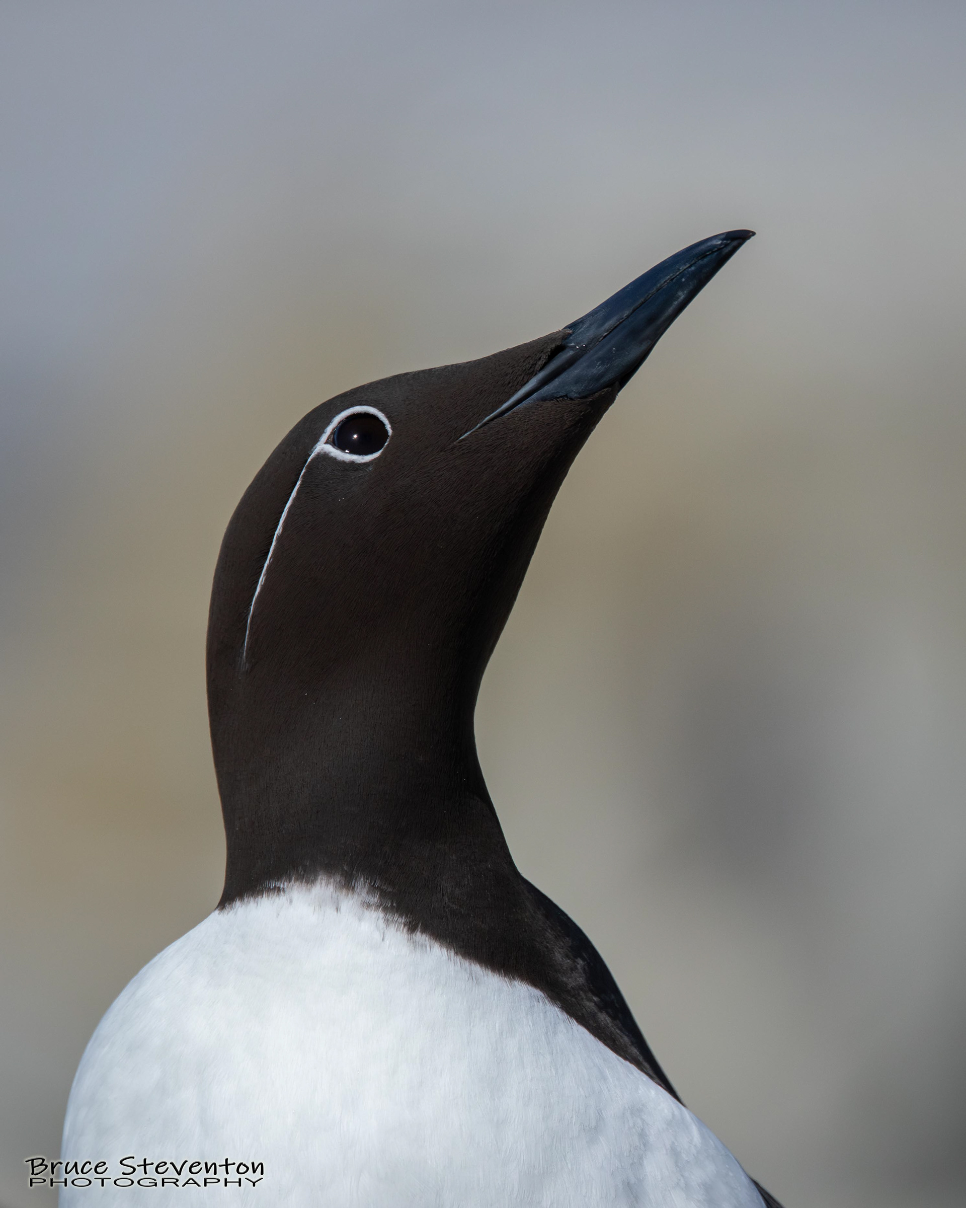 Common Murre