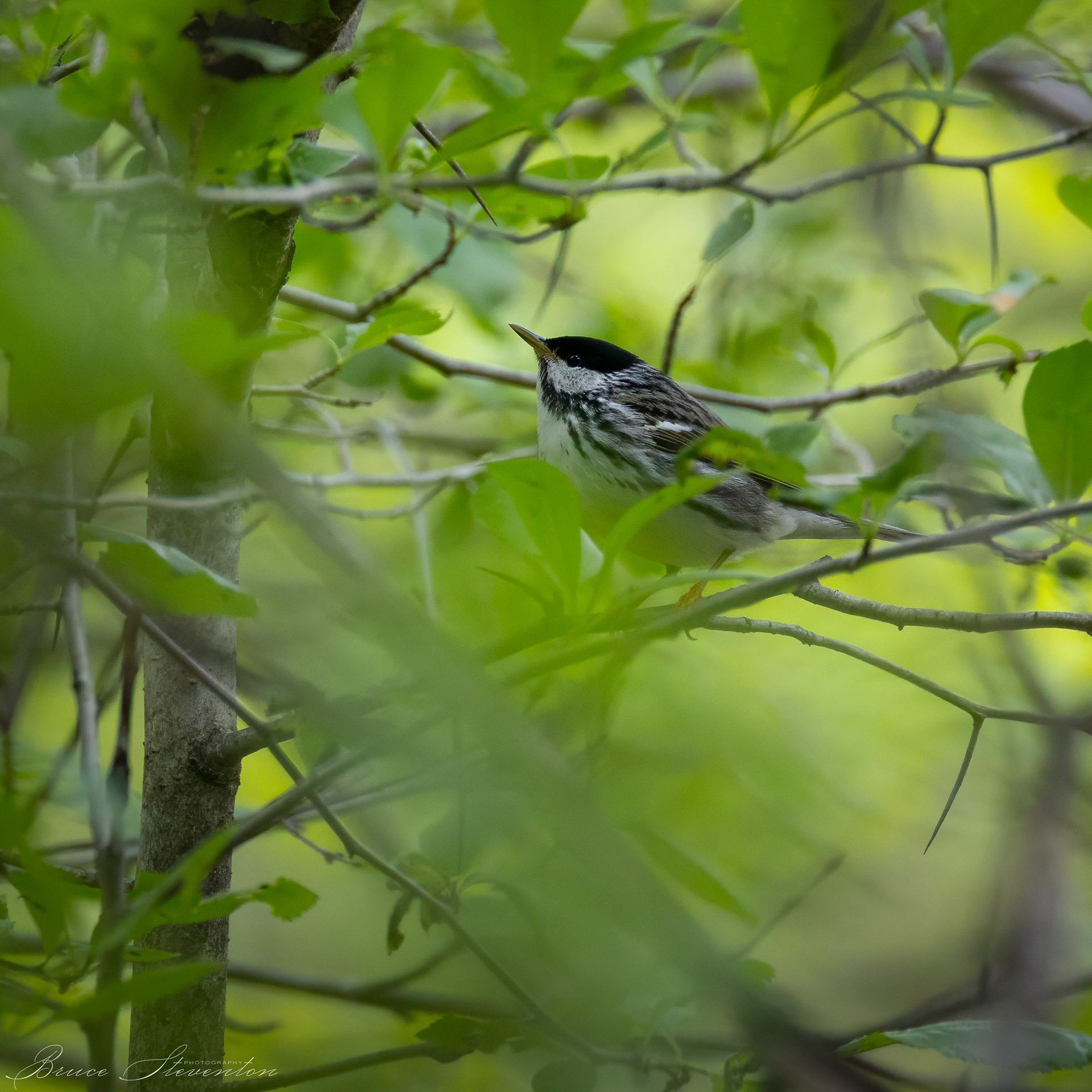 Blackpoll Warbler