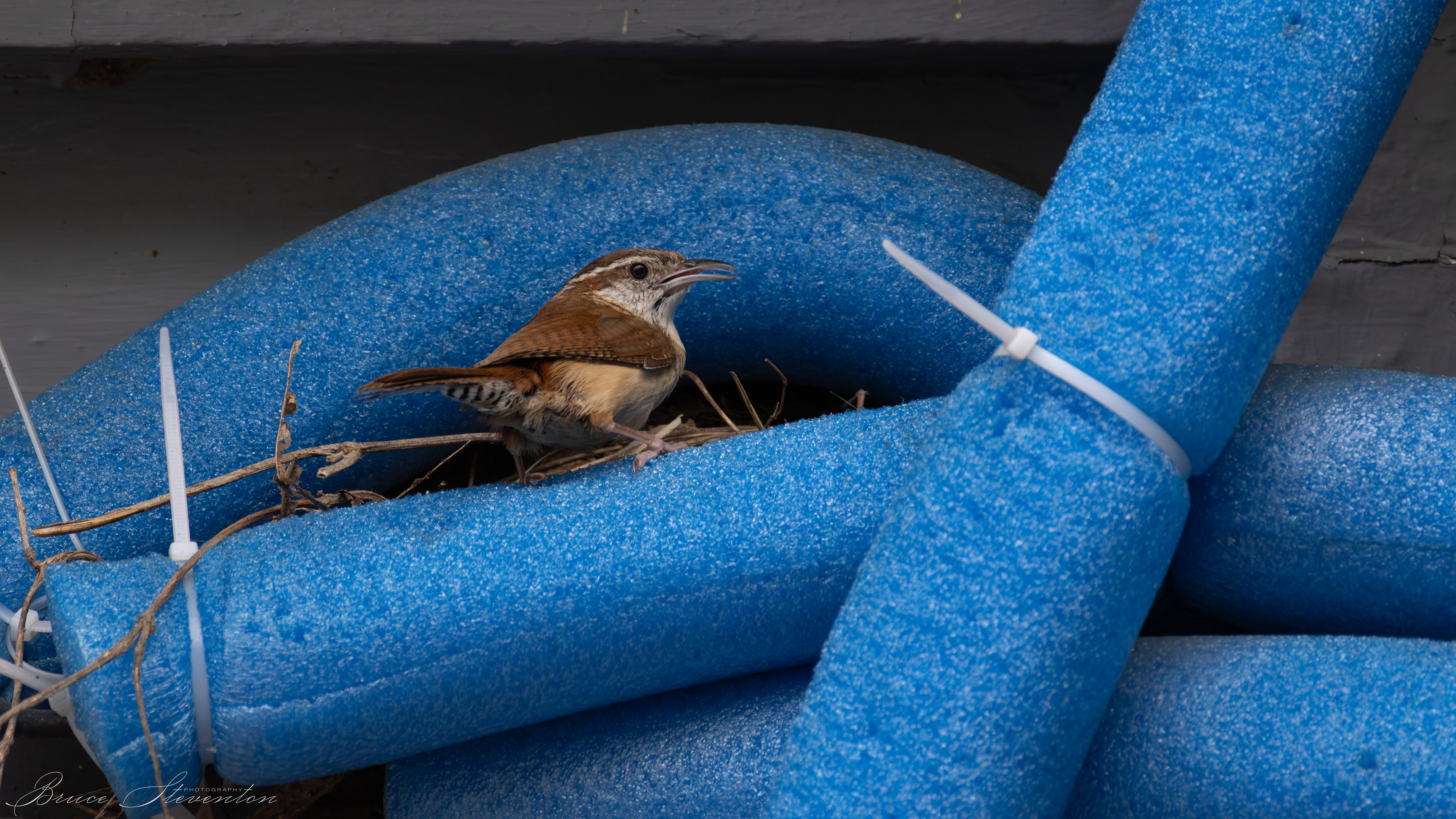 Carolina Wren