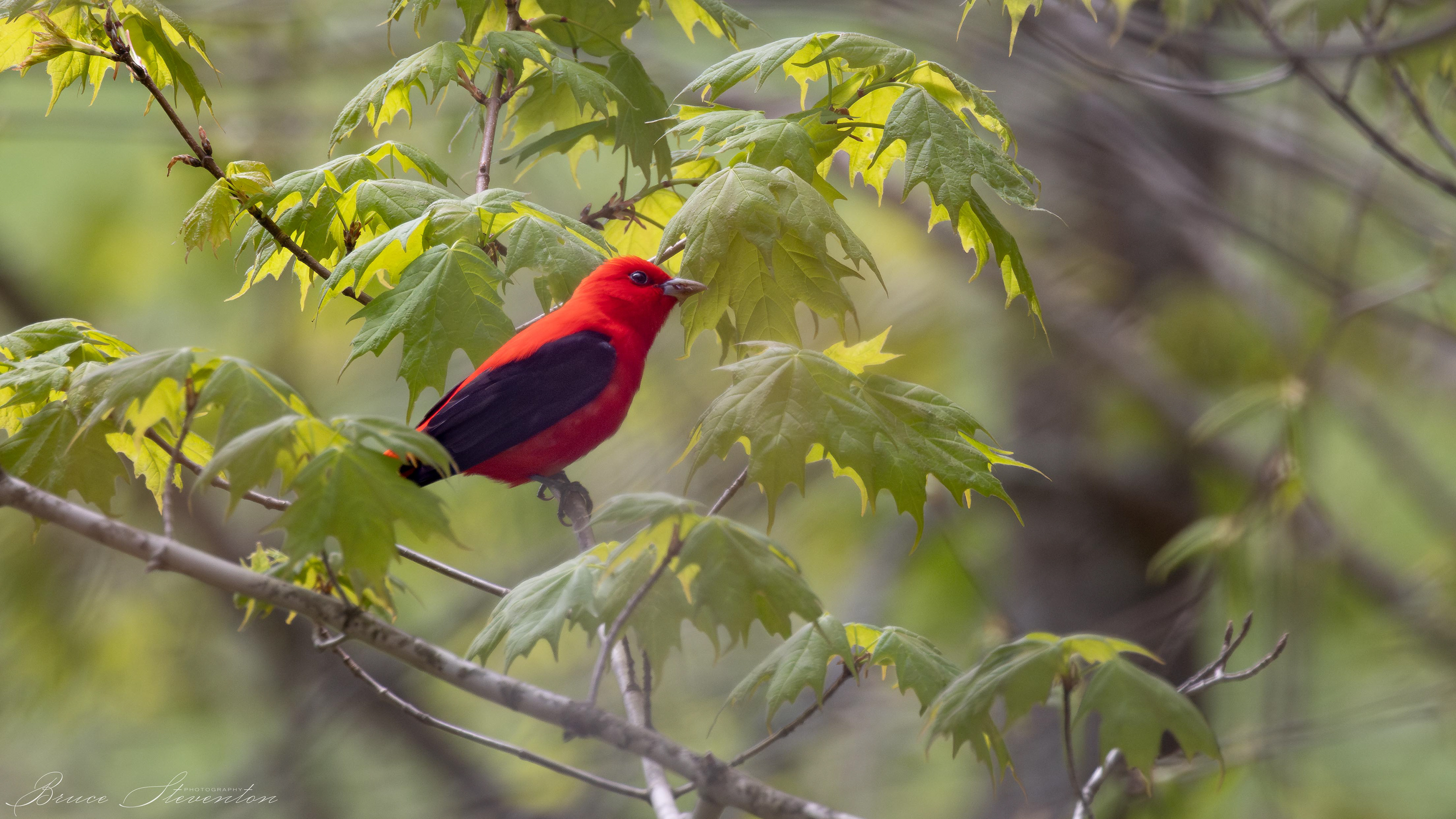 Scarlet Tanager (M)