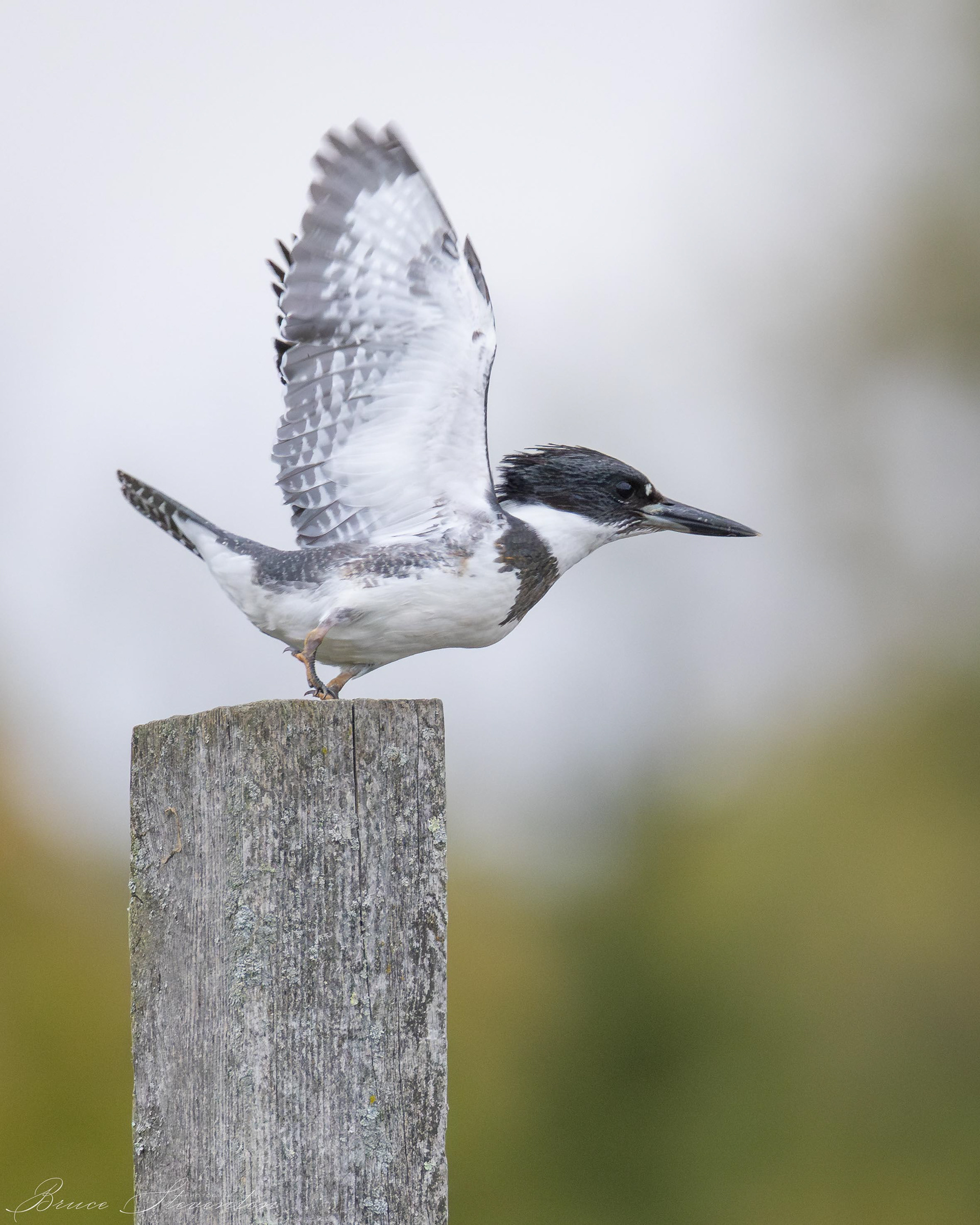Belted Kingfisher (M)