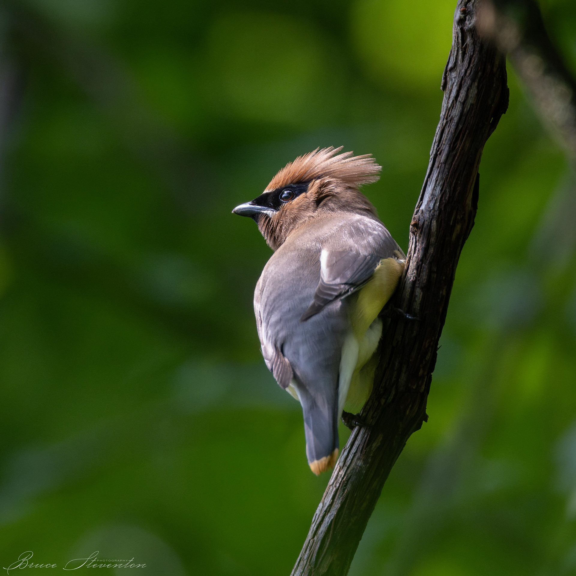 Cedar Waxwing with crest up