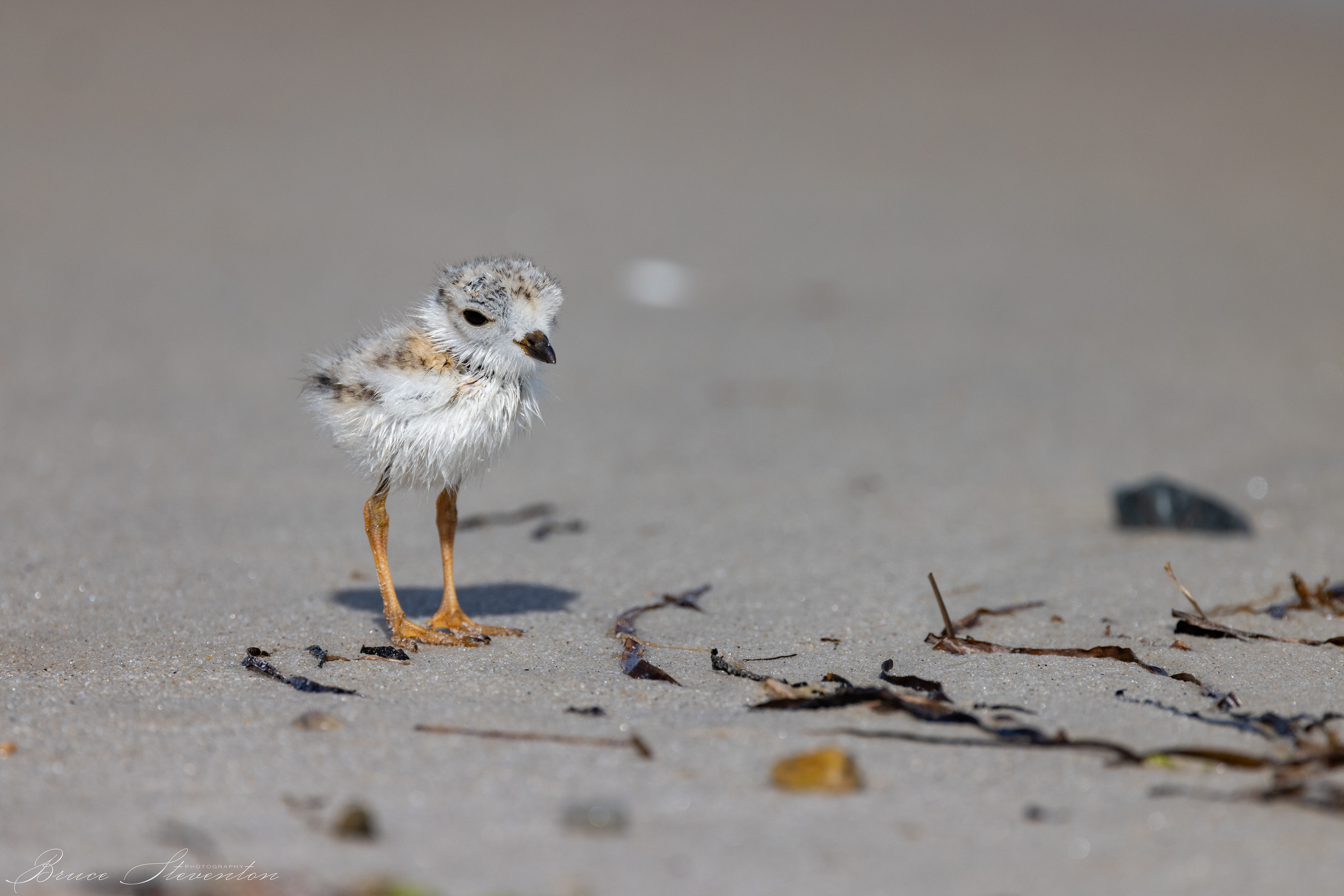 Piping Plover