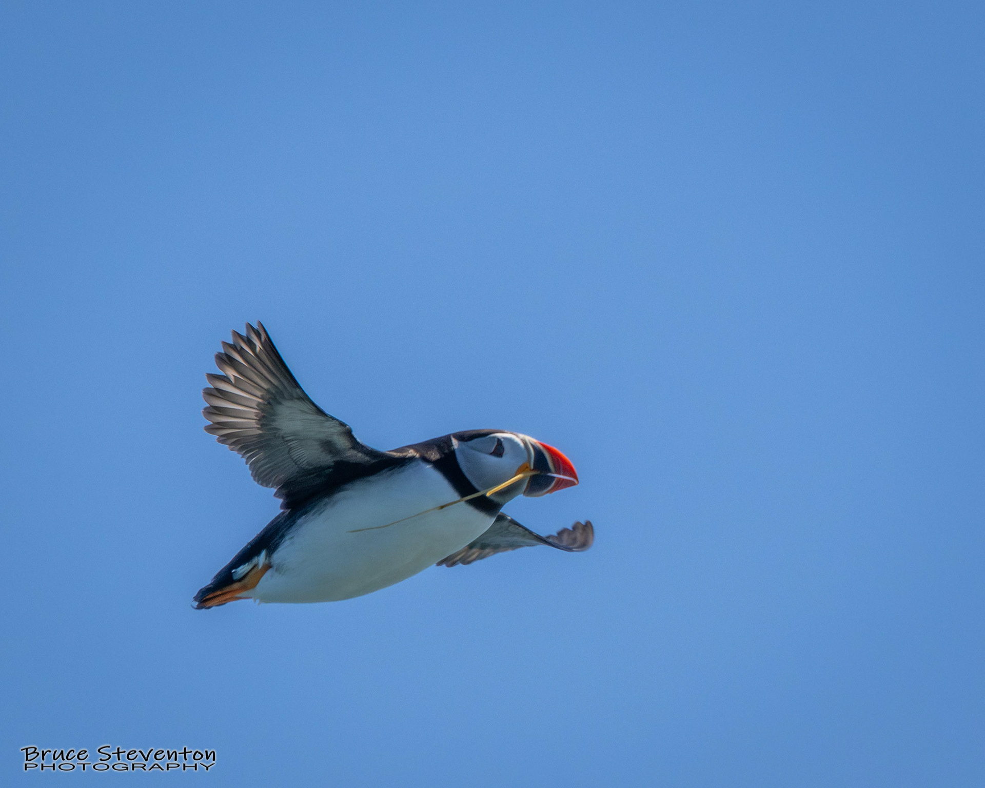 Atlantic Puffin