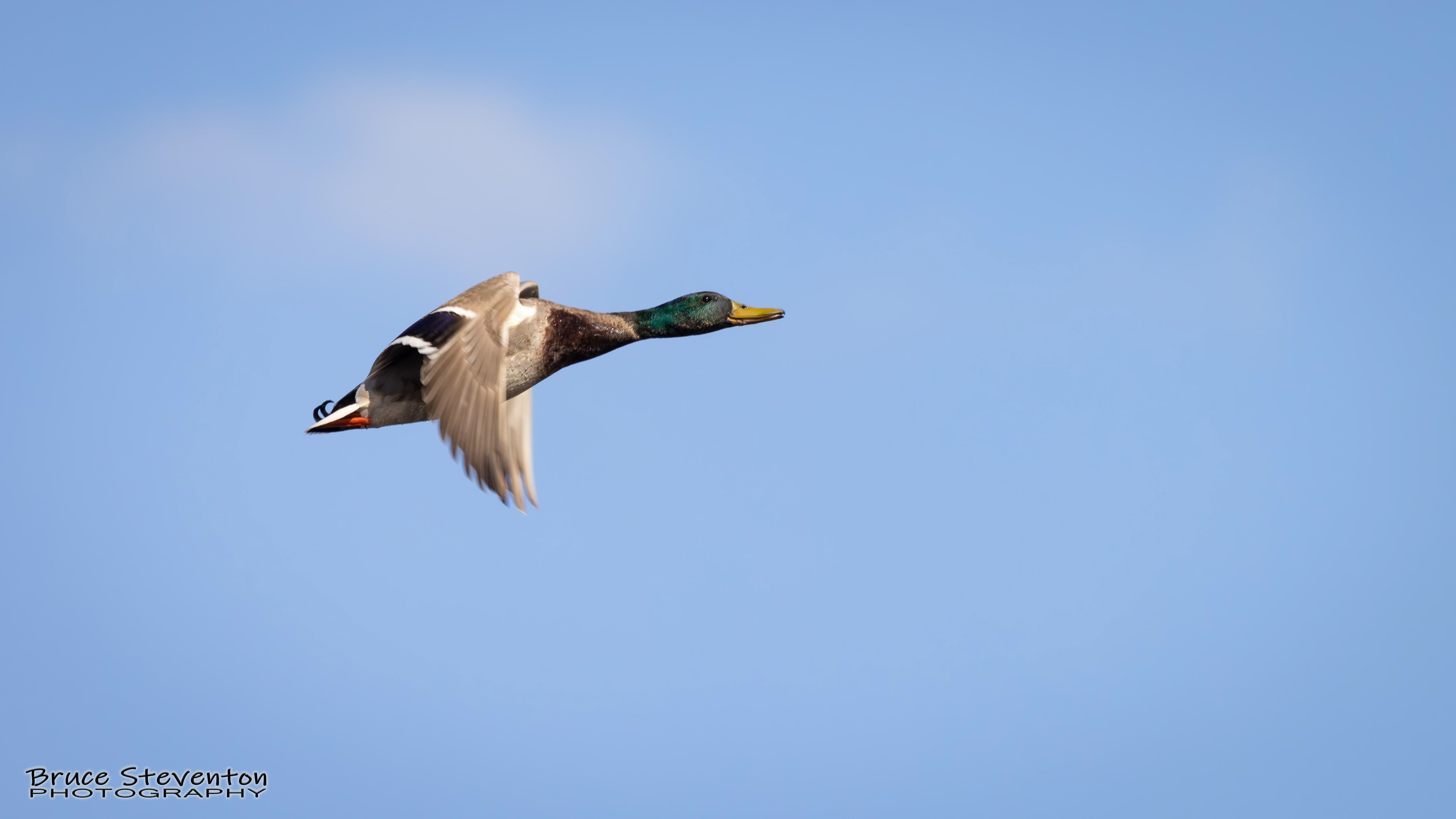 Mallard - Shoreham, VT