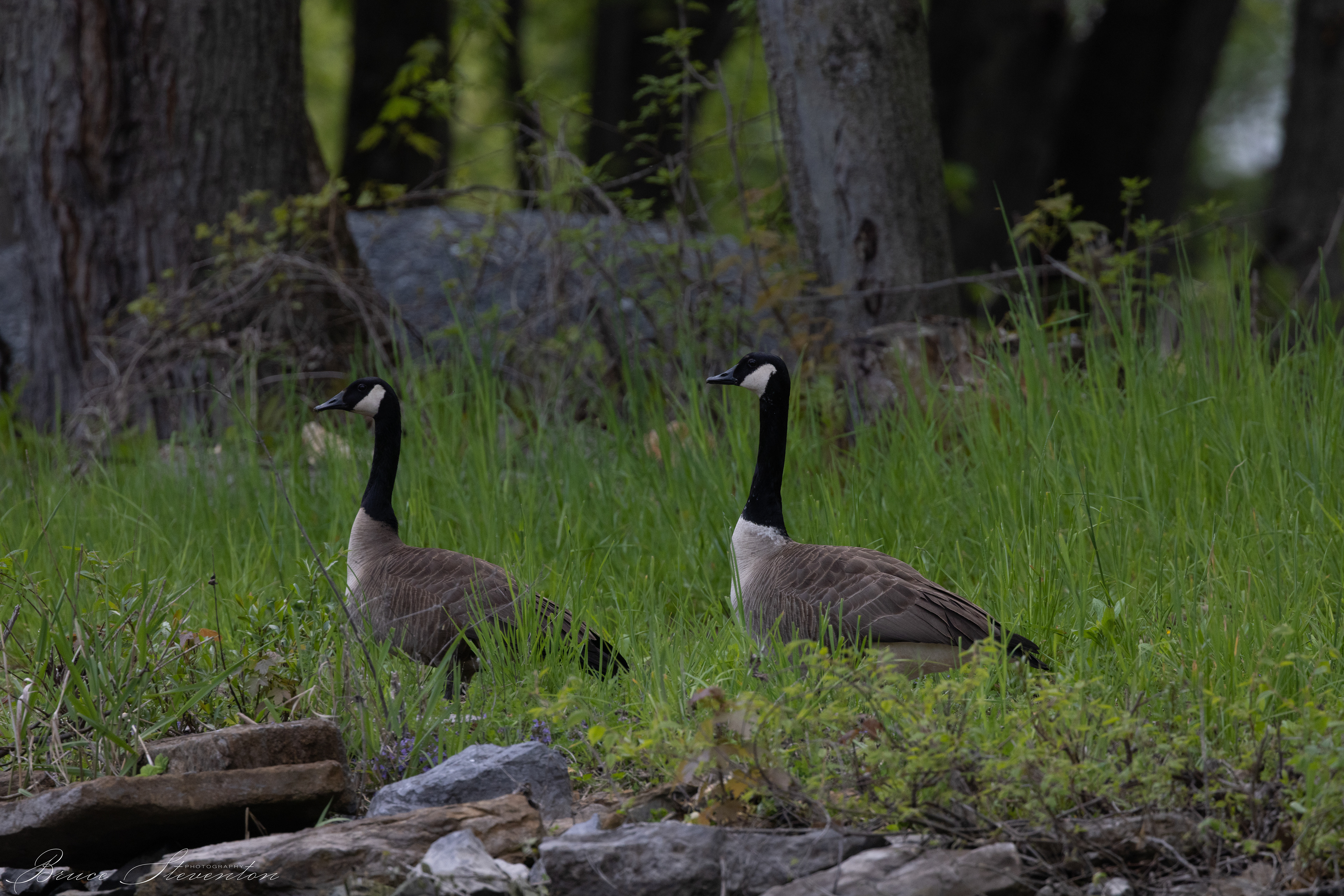 Canada Goose