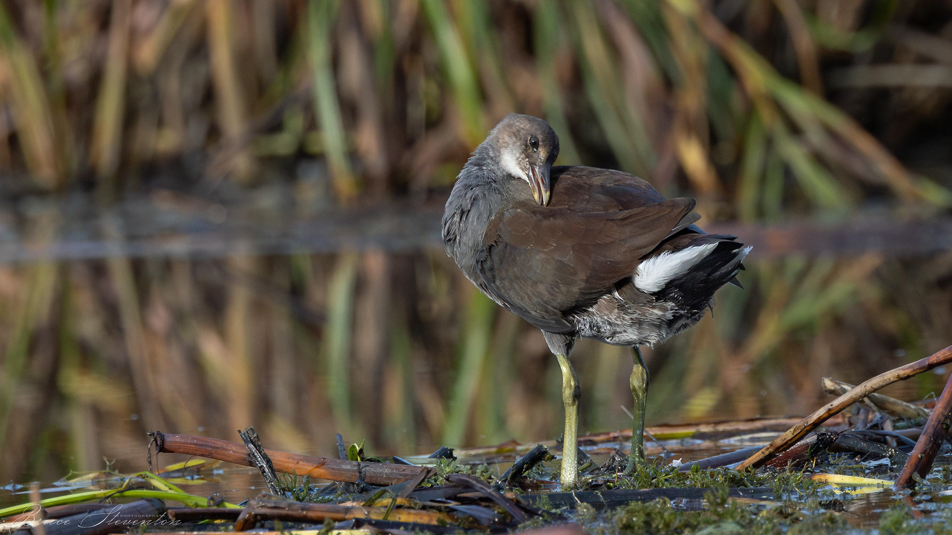 Common Gallinule