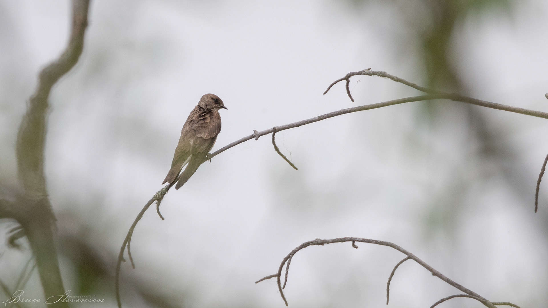 Rough-winged Swallow