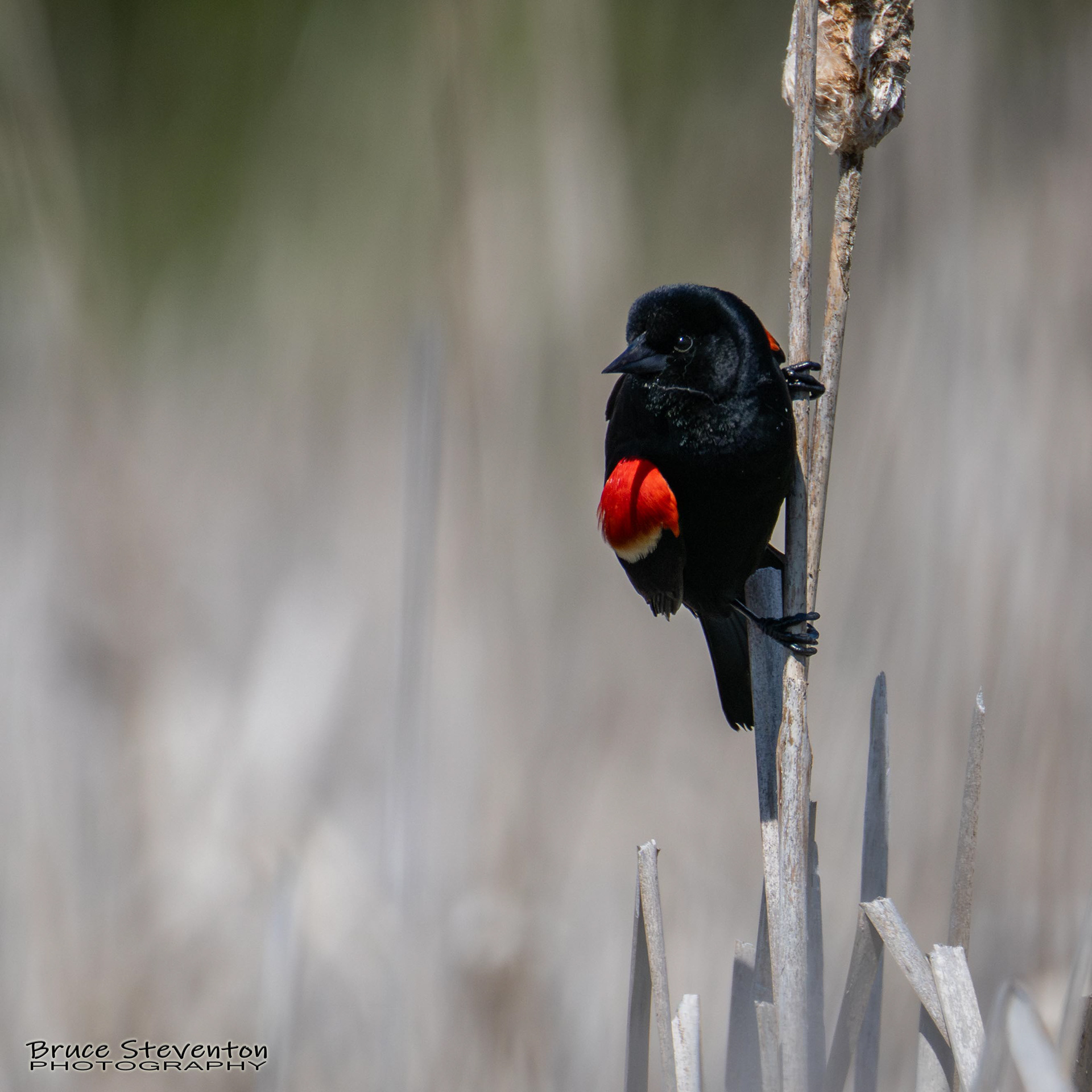 Red-winged Blackbird