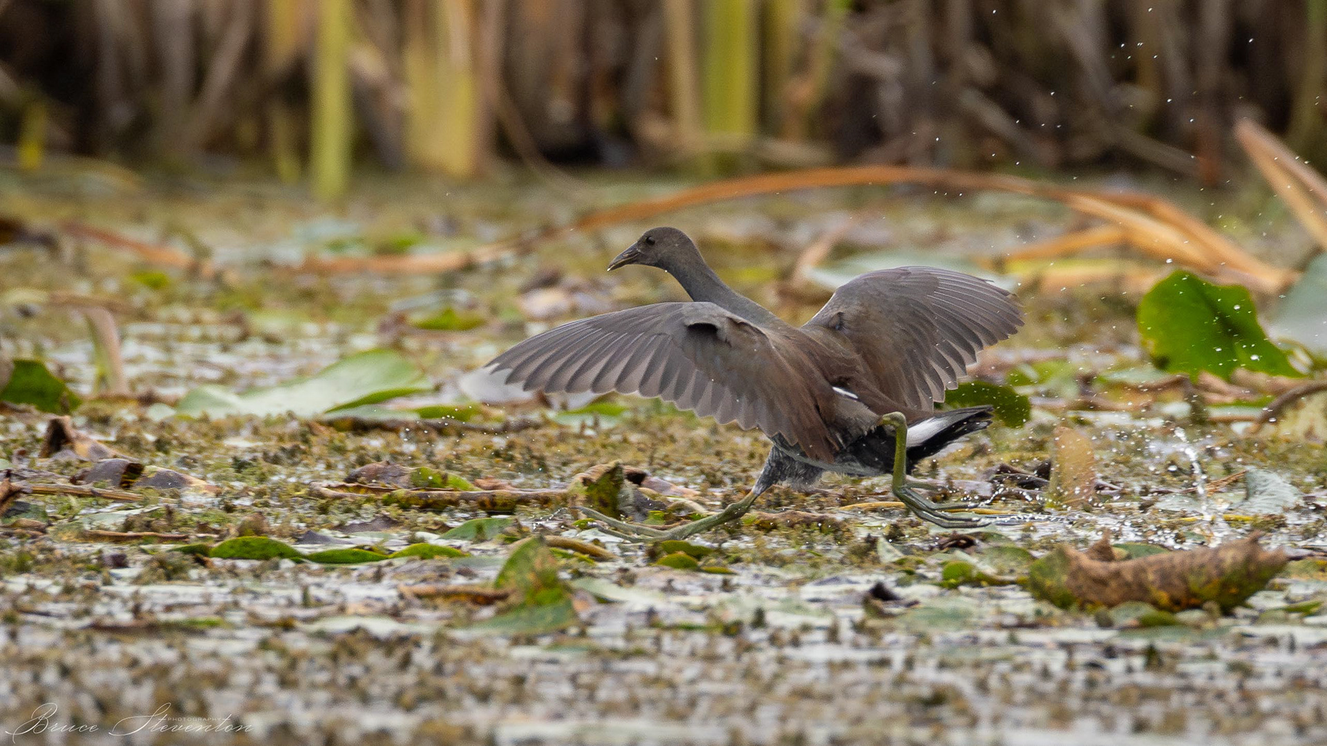 Common Gallinule