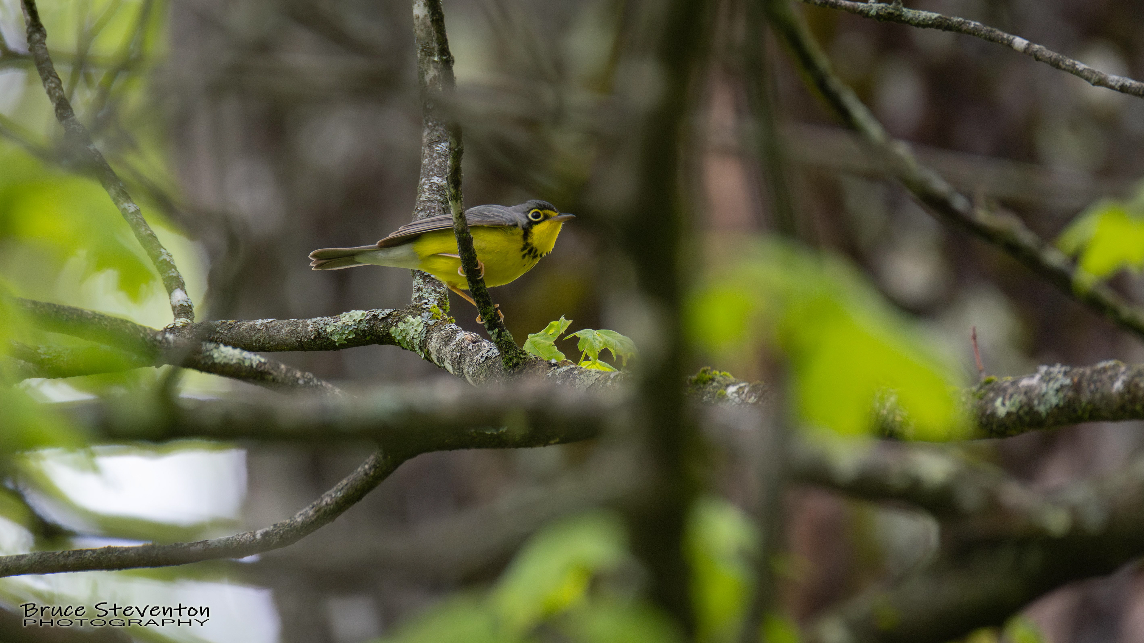 Canada Warbler