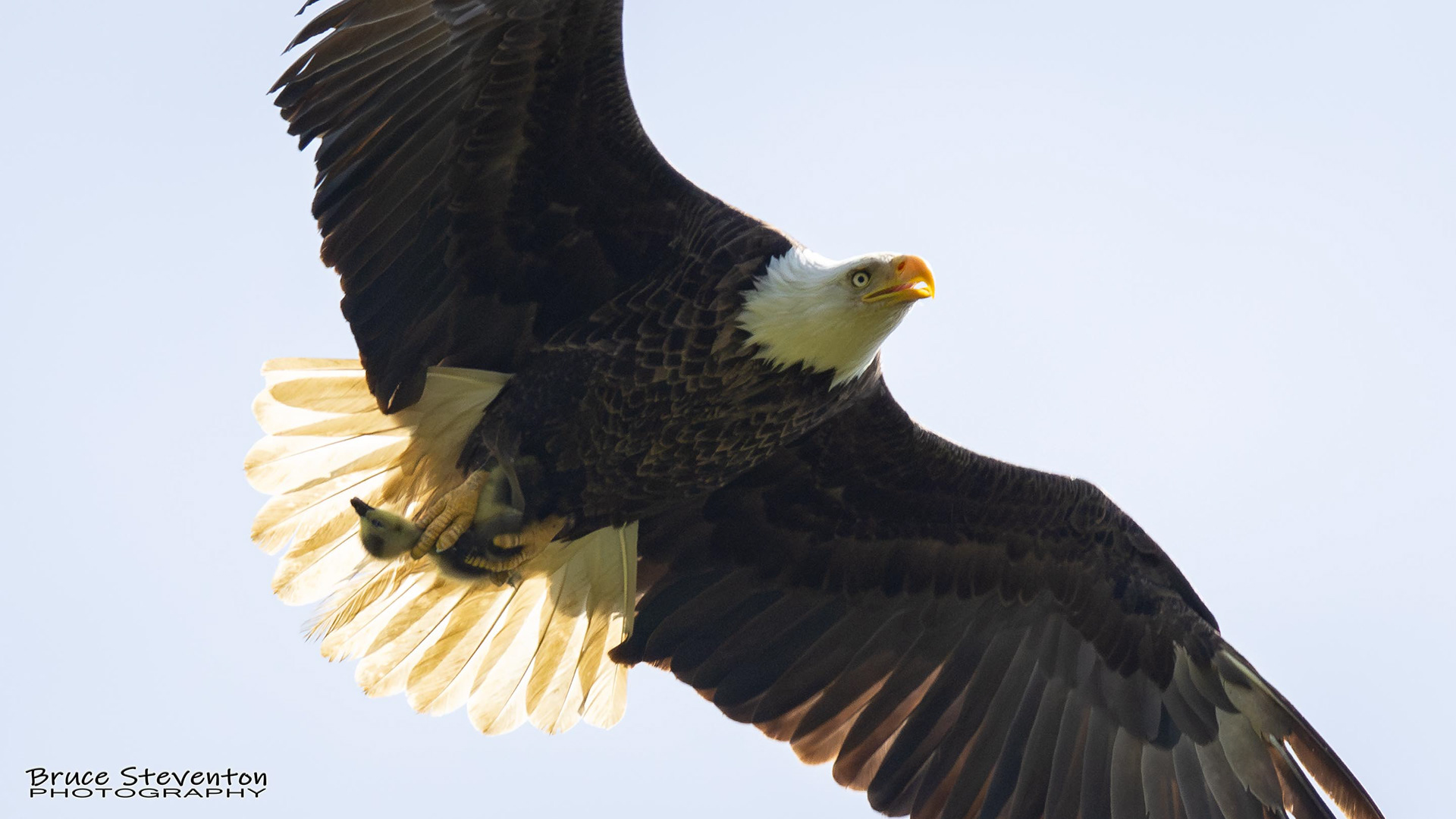 Bald Eagle