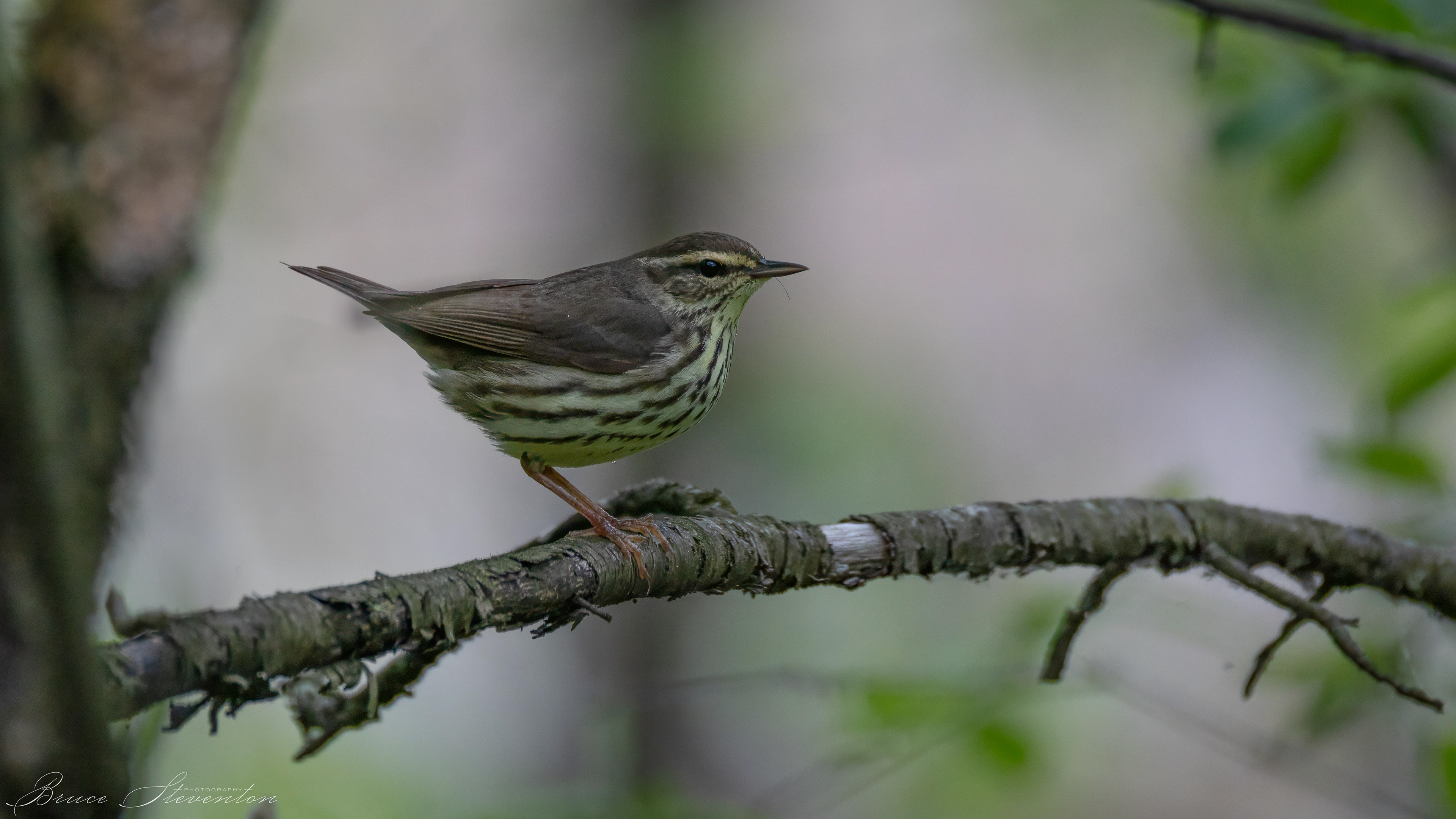 Northern Waterthrush