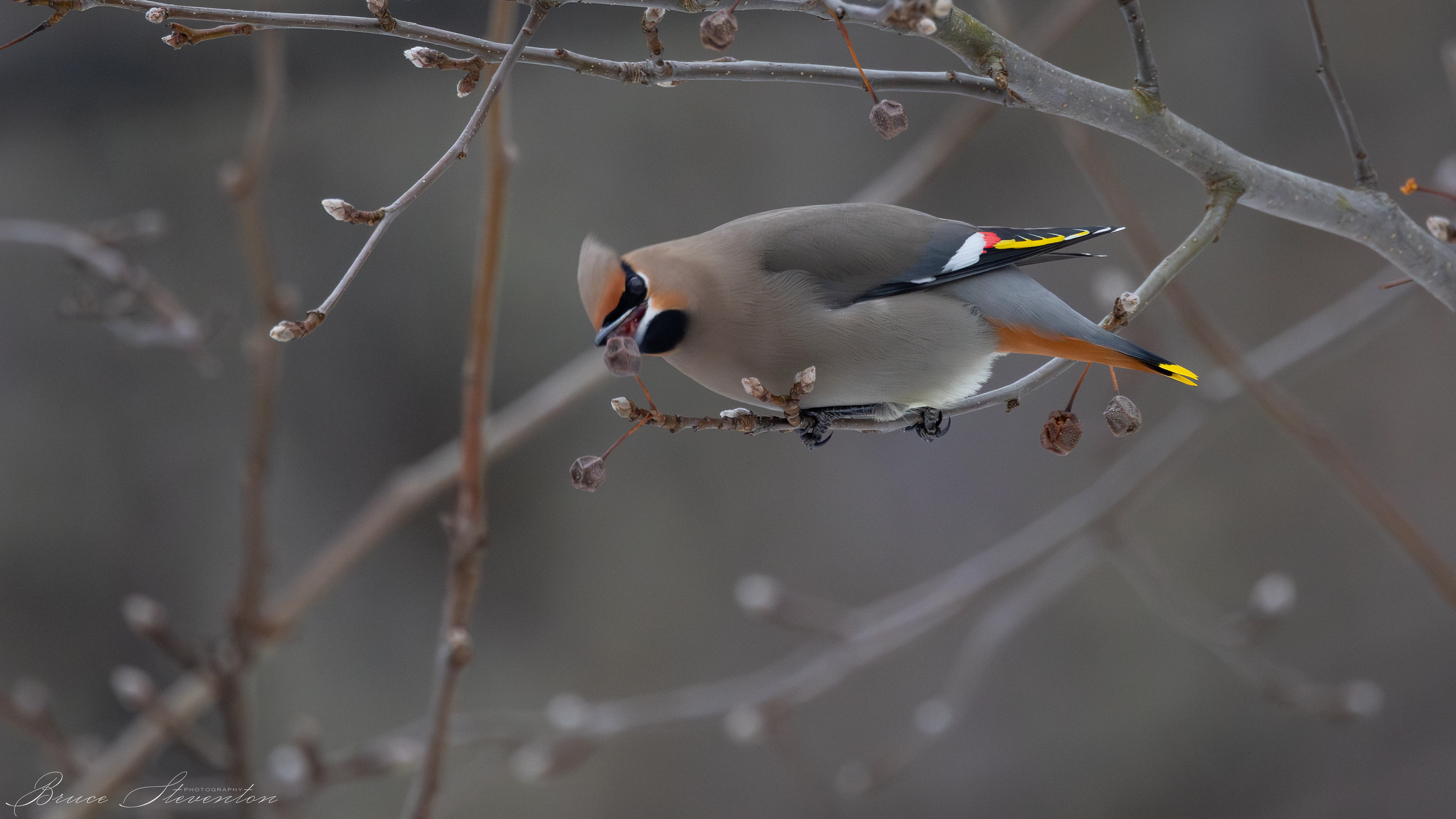 Hopefully by fueling up he/she will have the energy to locate the rest of the flock and rejoin them.