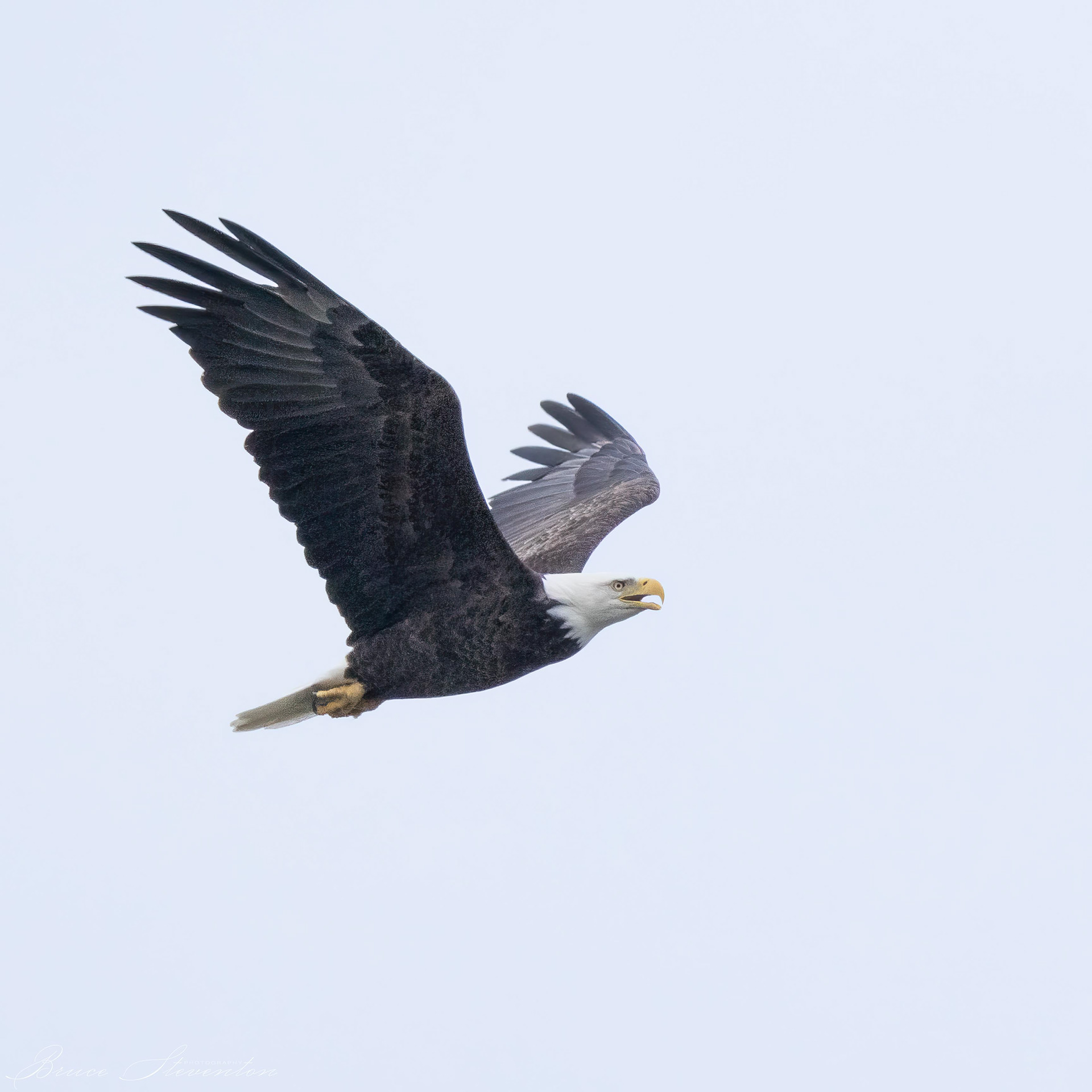 Bald Eagle