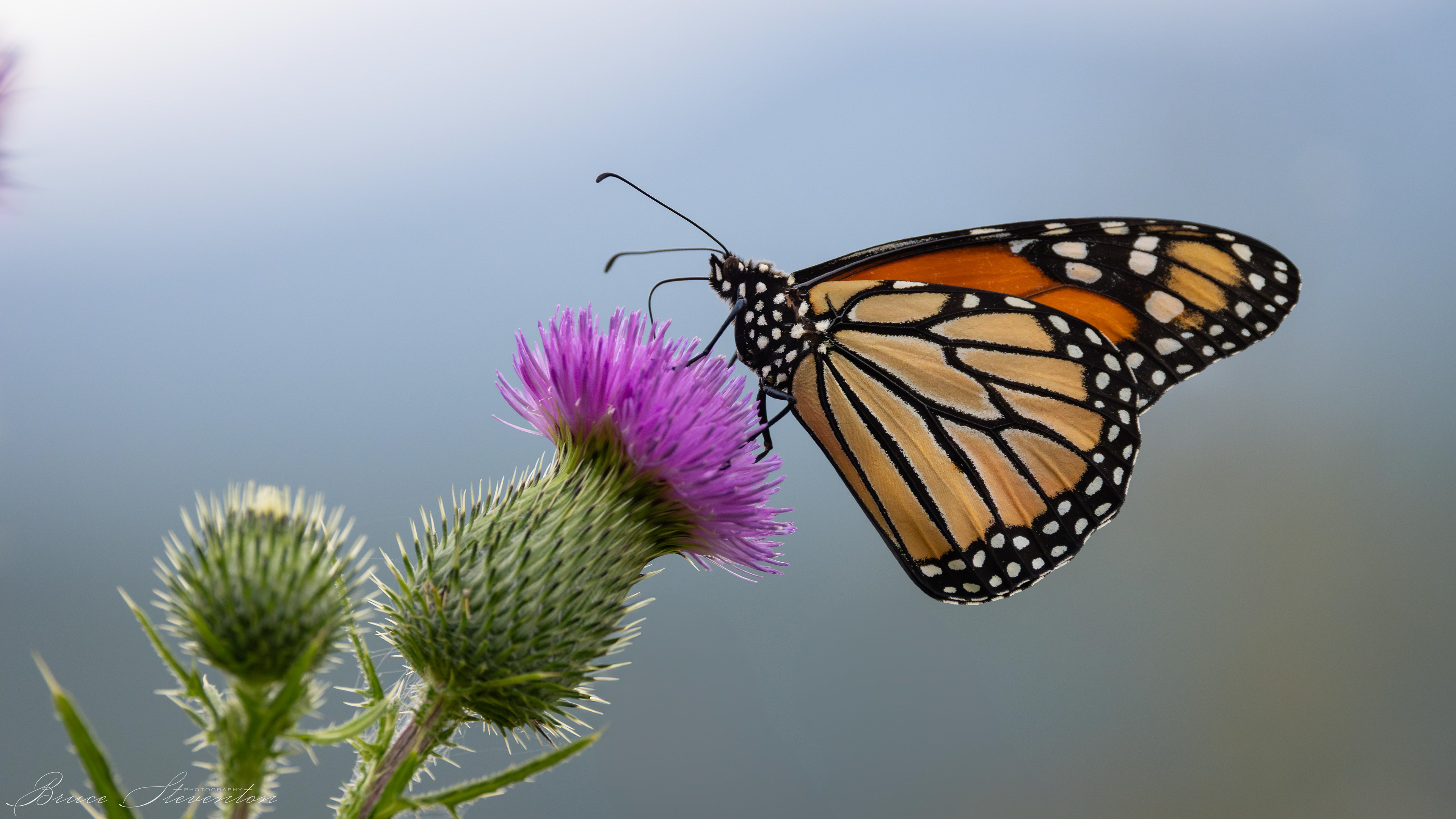 Monarch on Thistle