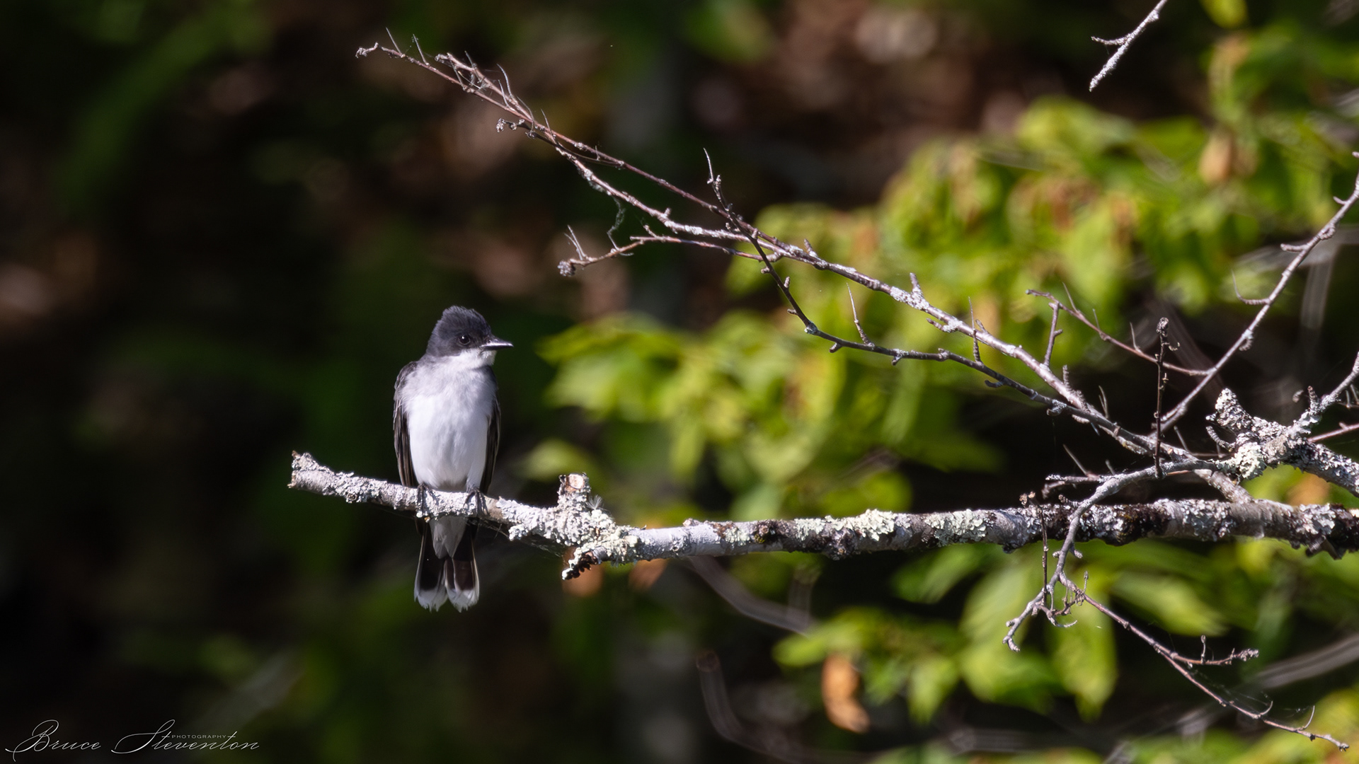 Kingbird