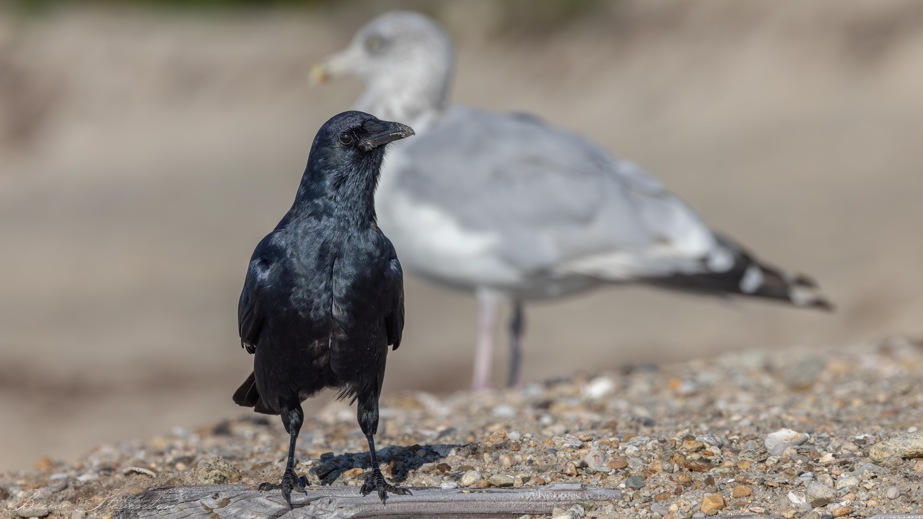 Fish Crow / Herring Gull