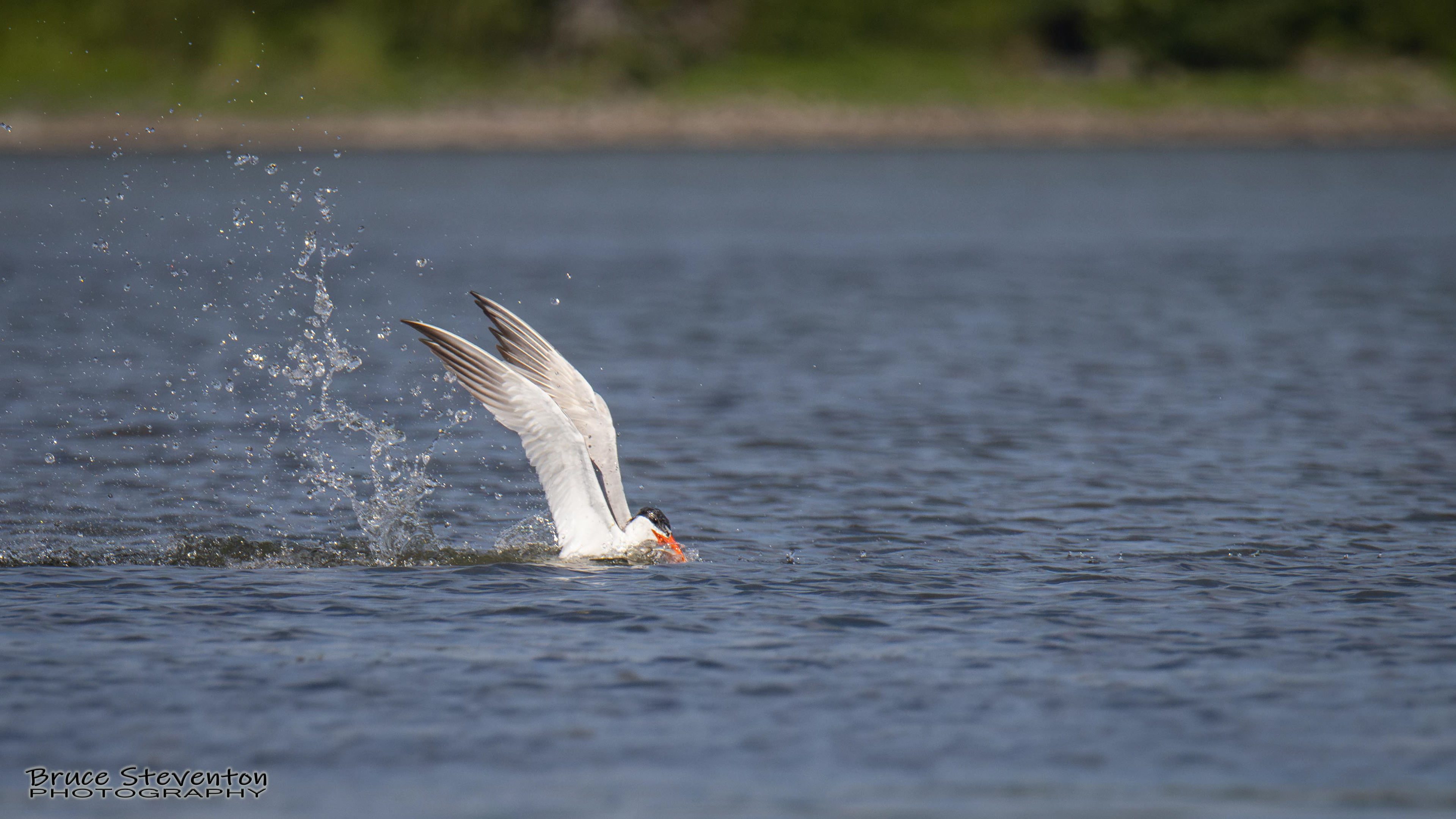 Common Tern