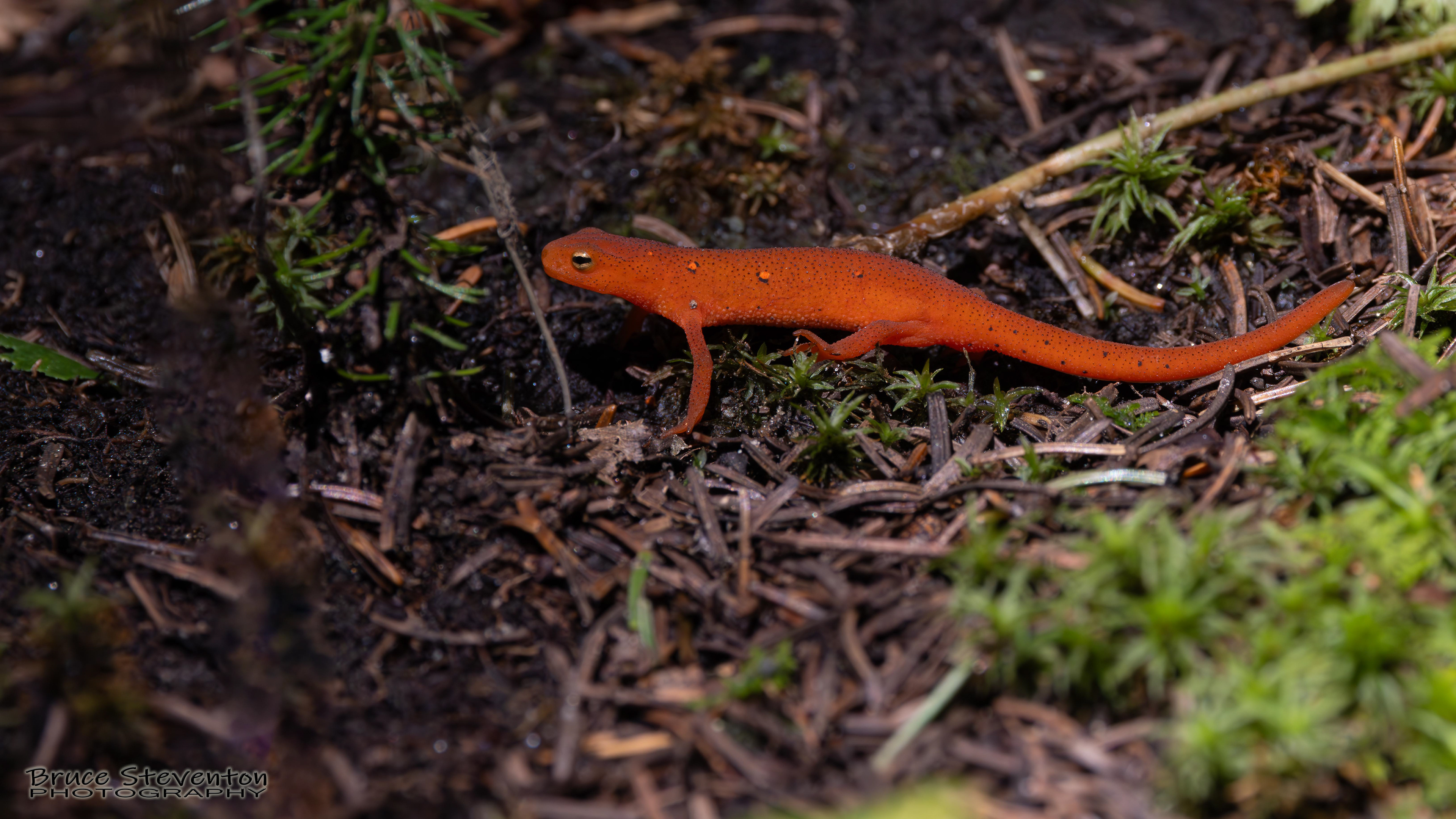 Eastern Newt - Rochester, VT