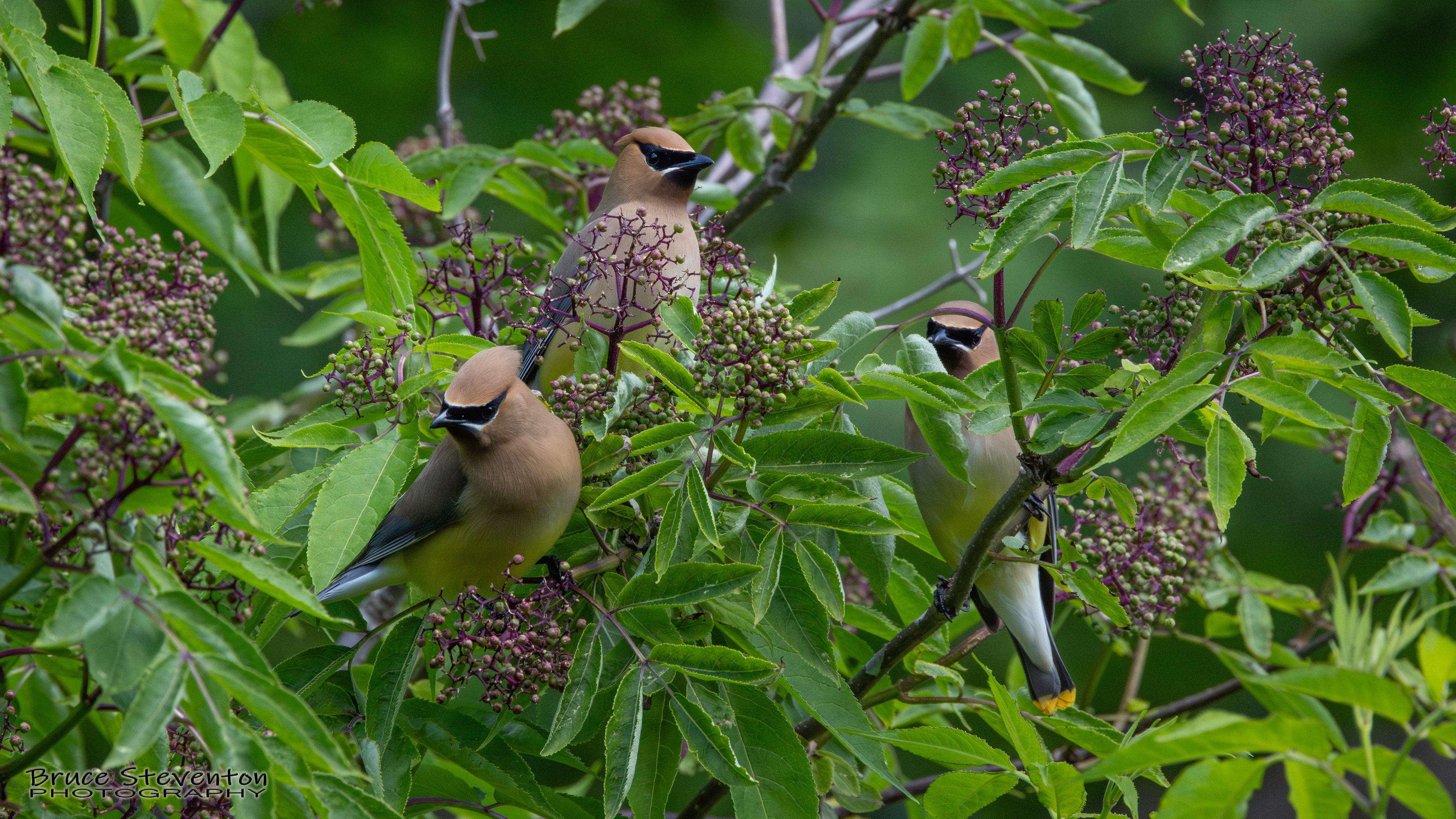 Cedar Waxwing
