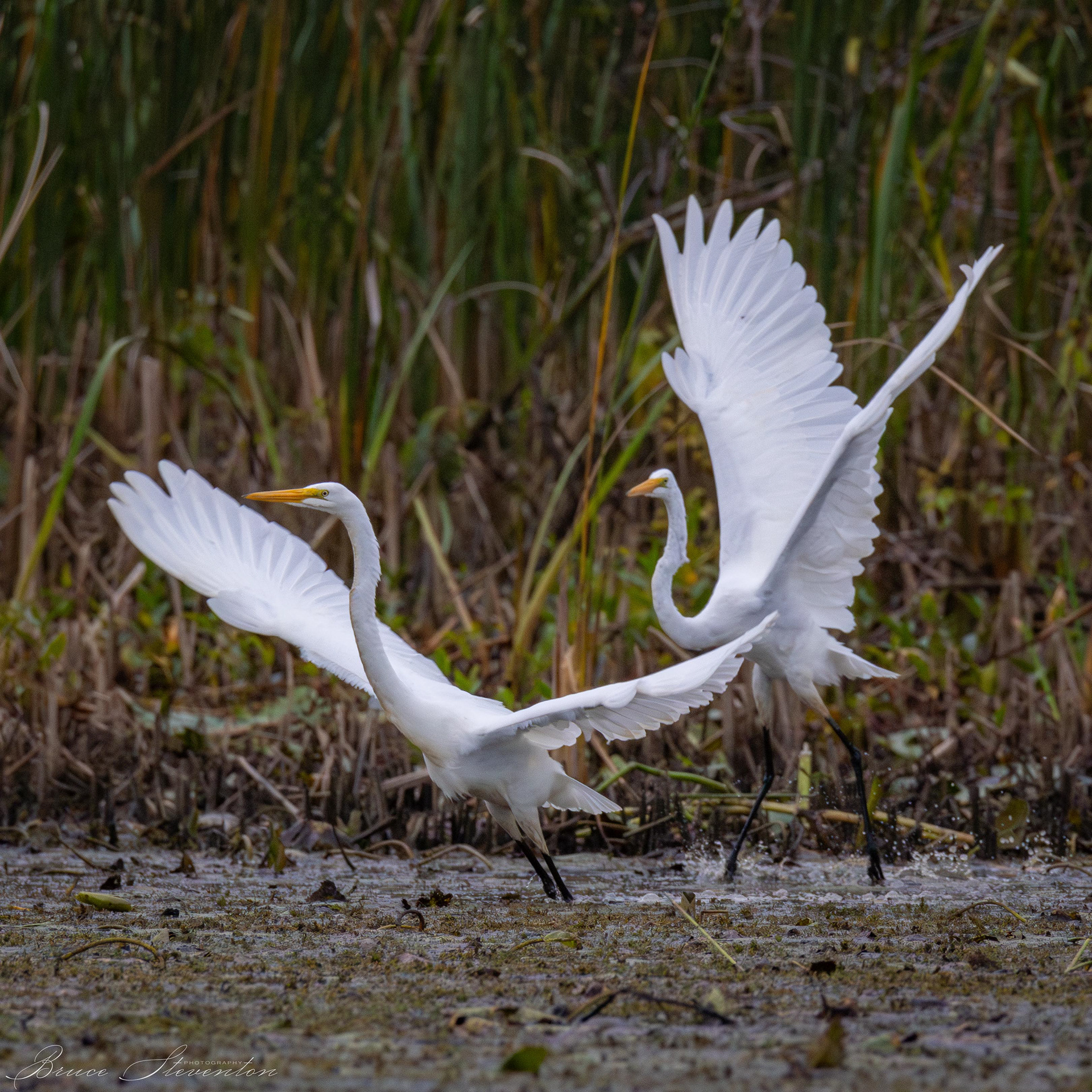 Great Egret
