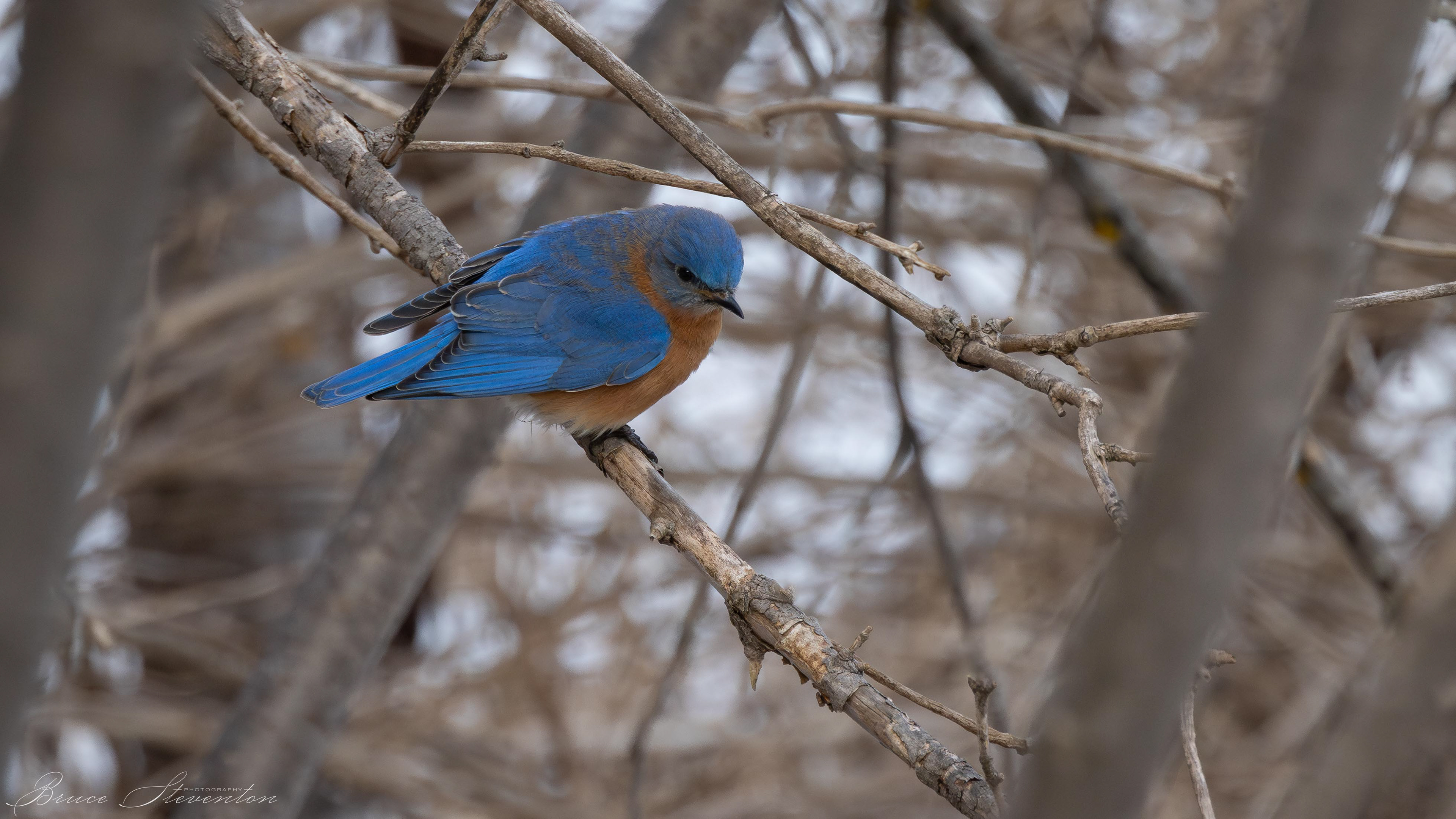 Eastern Bluebird - Rochester, VT