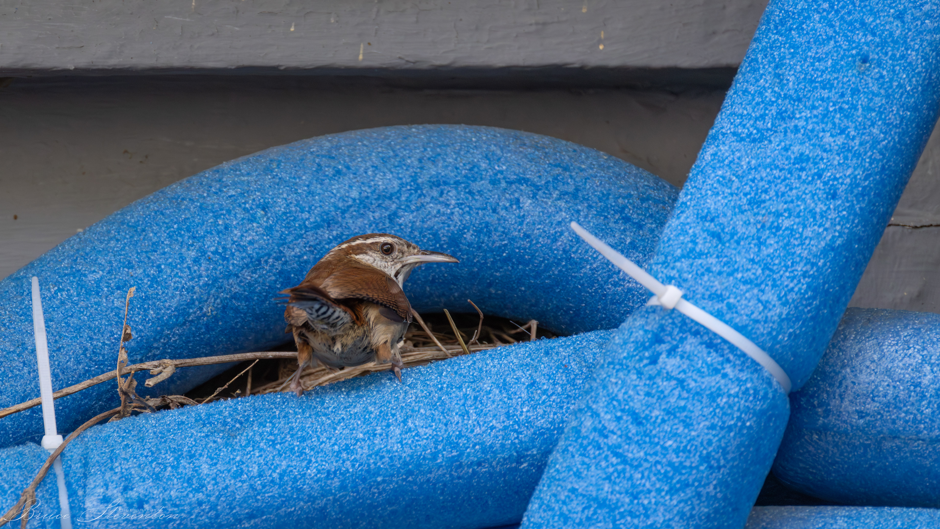 Carolina Wren