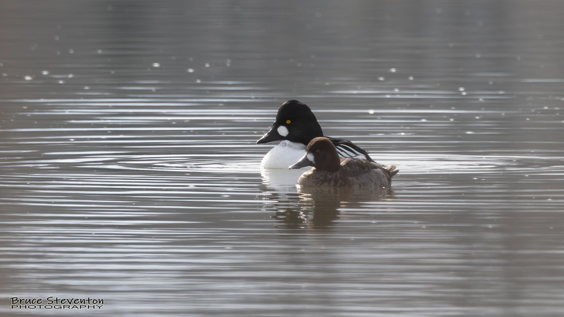 Common Goldeneye (M) and Scaup (F) - Addison, VT