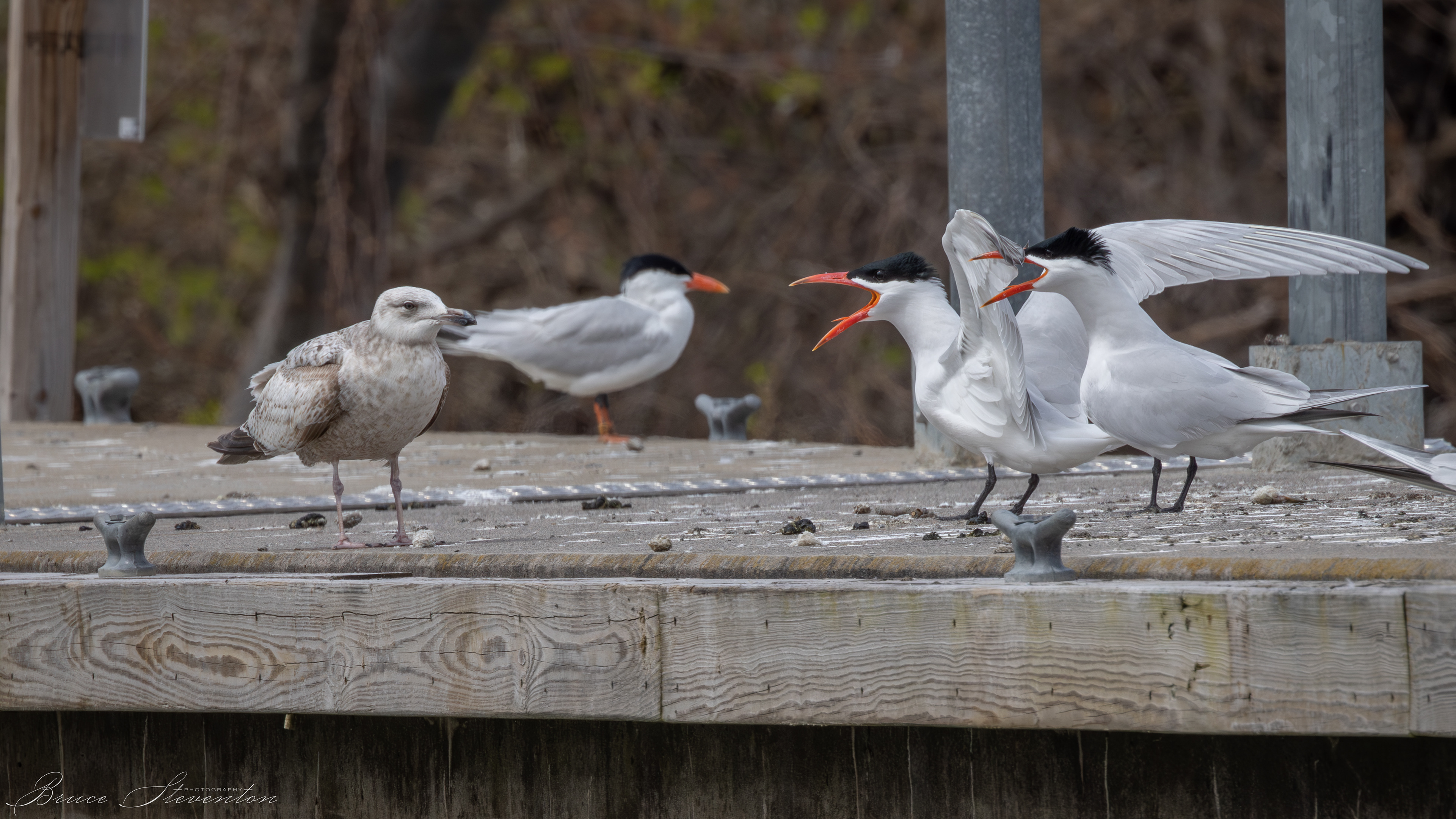 Common Tern
