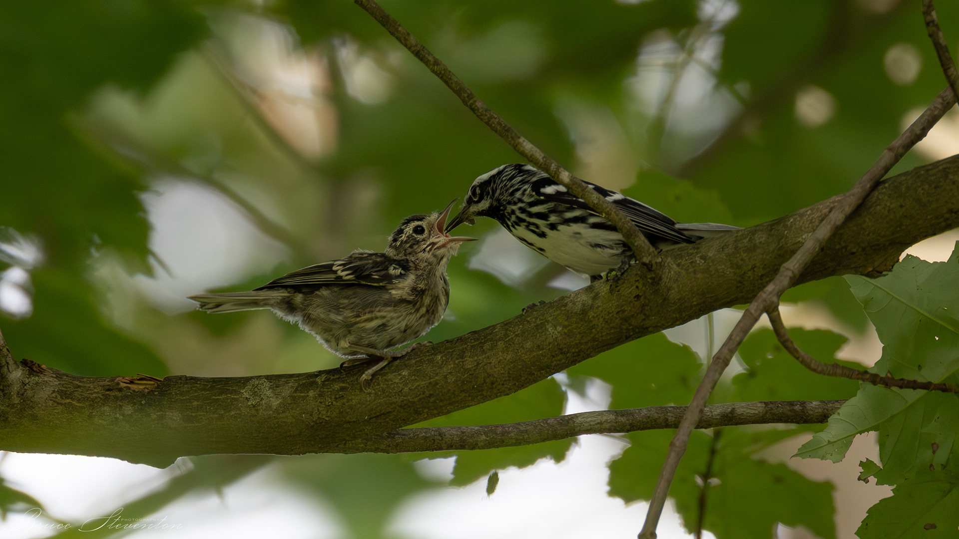 Black-and-white Warbler