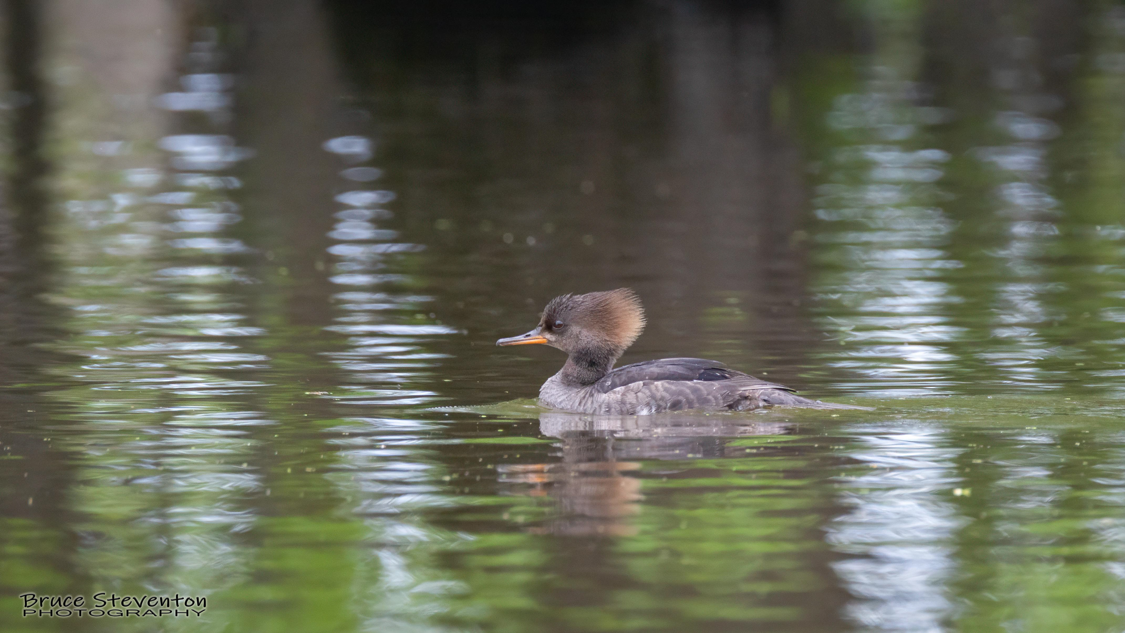 Hooded Merganser (F) - Vergennes, VT