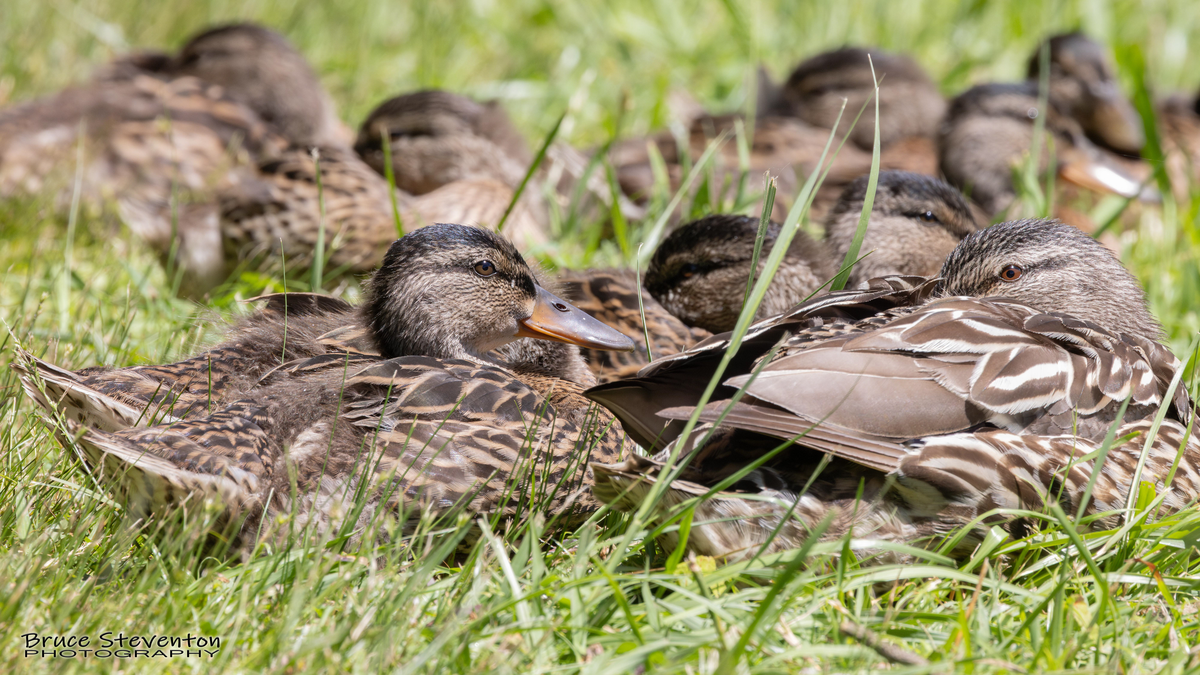 Mallard - Asheville, NC