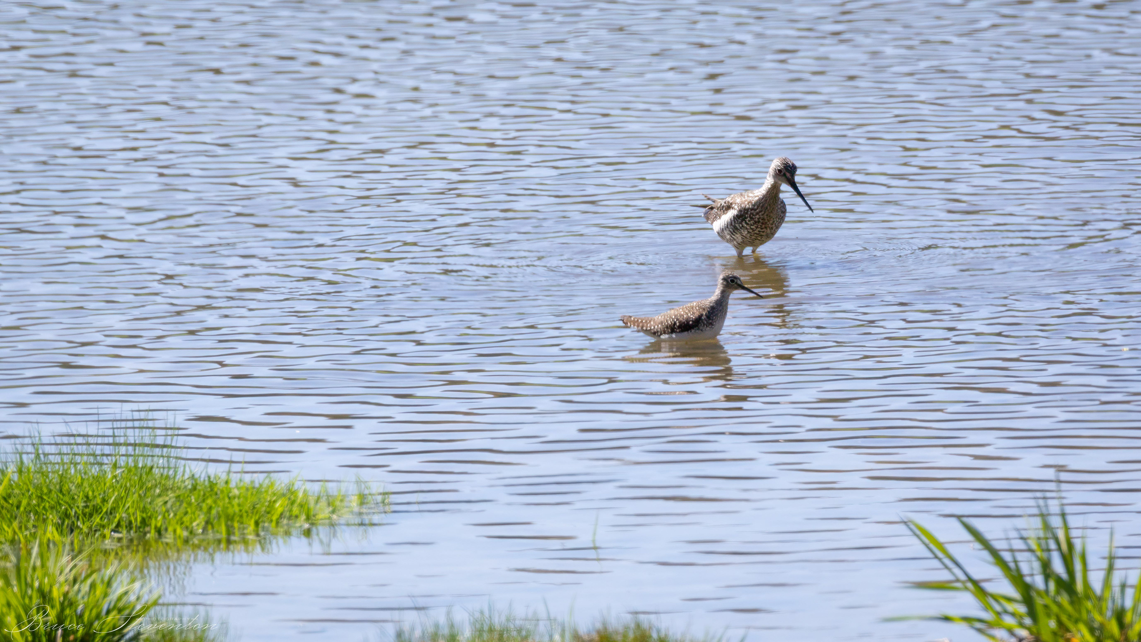 Greater Yellowlegs & Solitaire Sandpiper