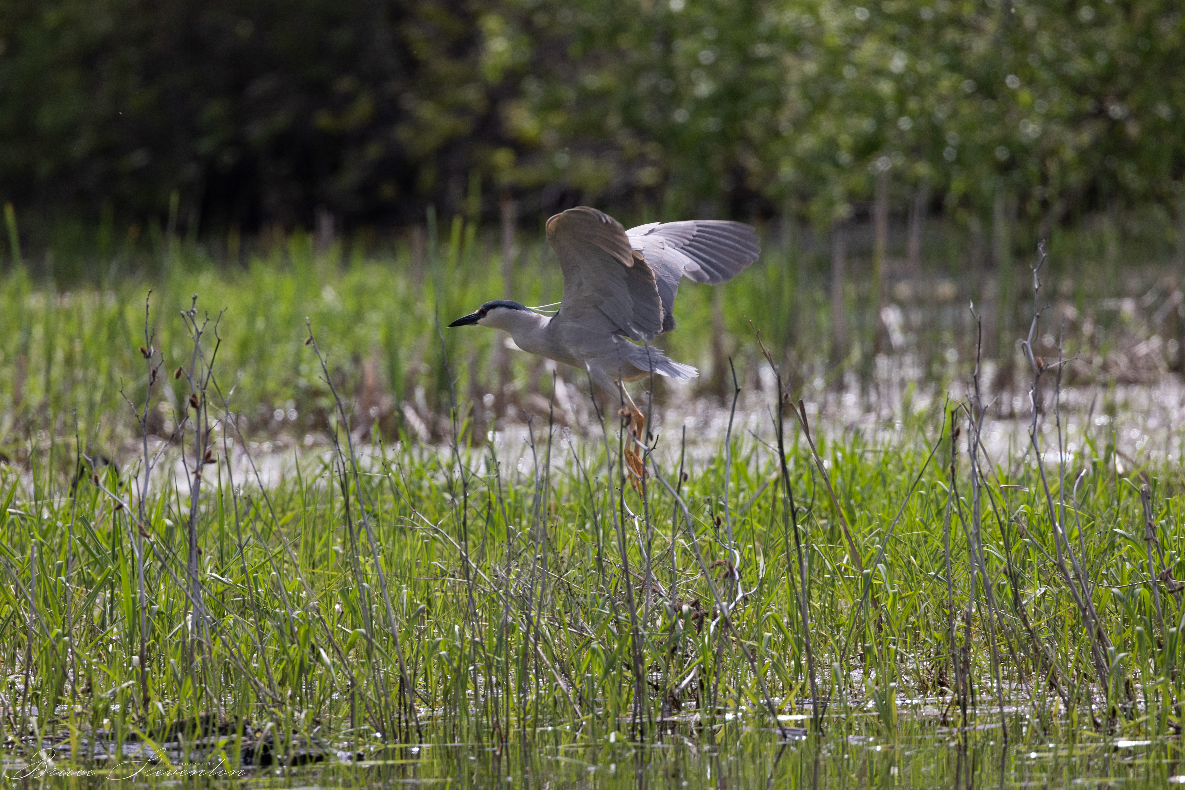 Black-crowned Night Heron