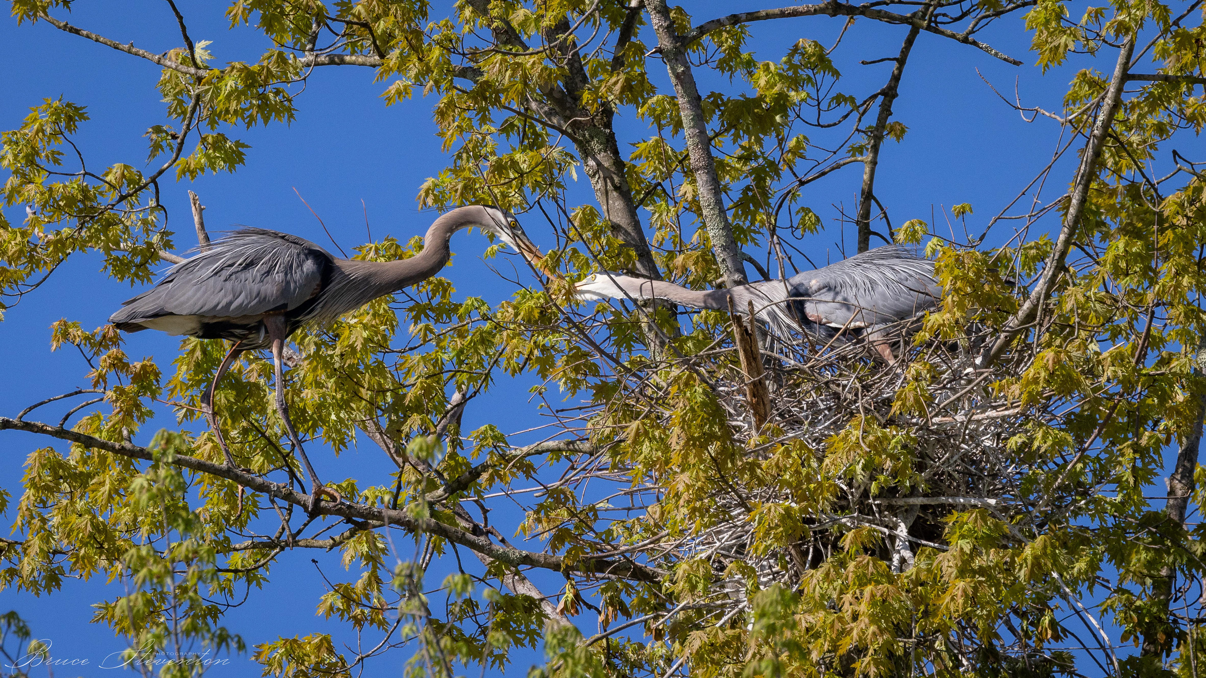 Great Blue Heron