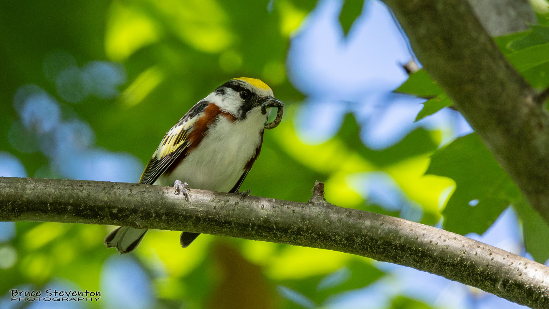 Chestnut-sided Warbler