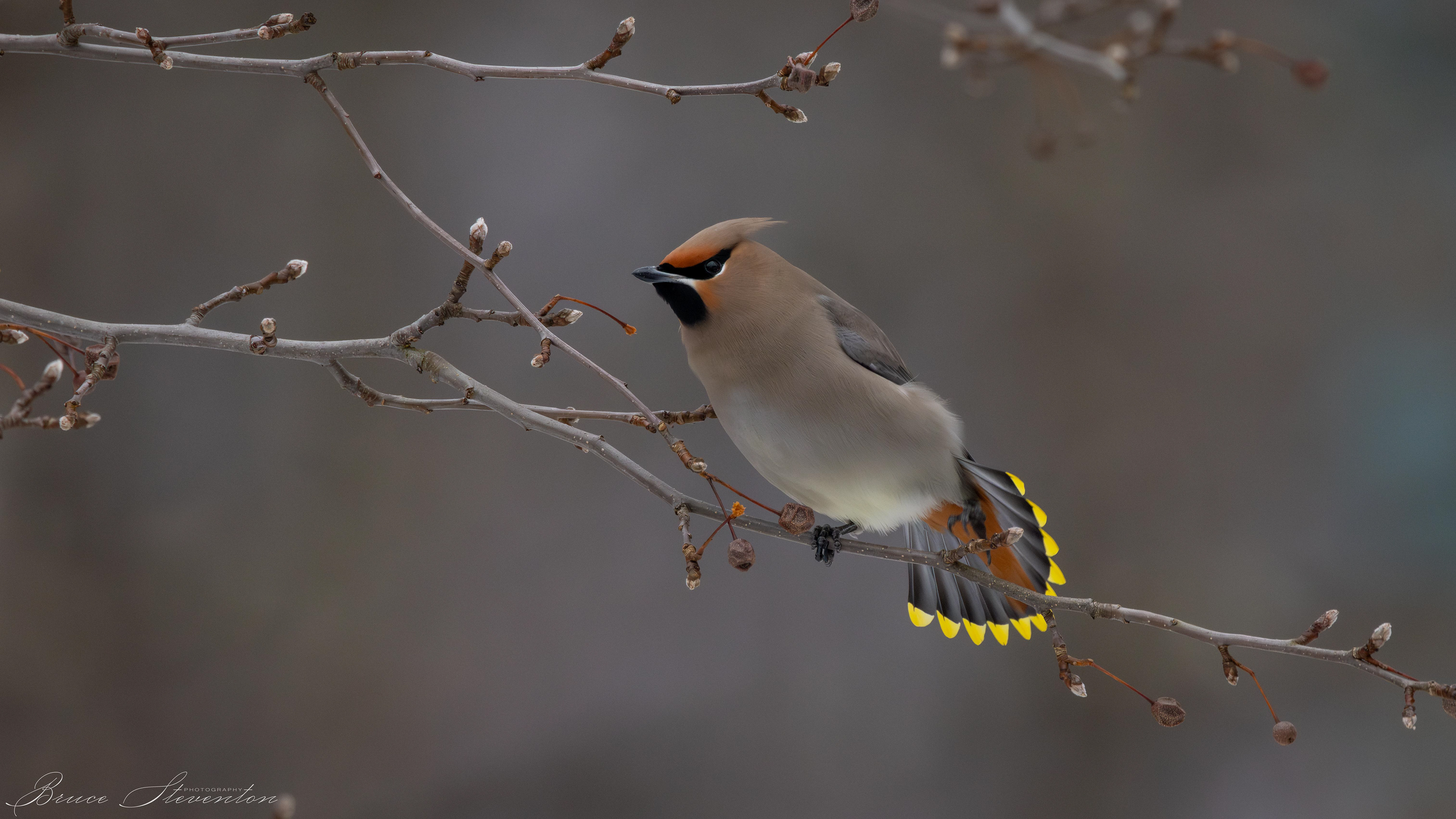 Stretched each wing one-at-a-time, and now the tail.