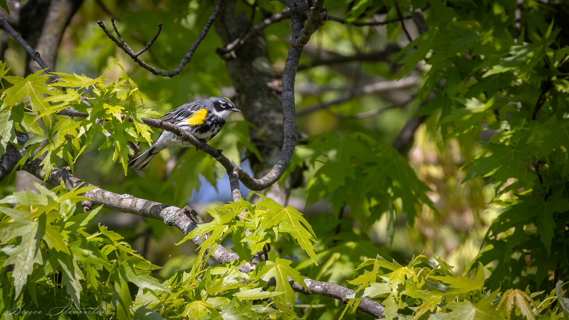 Yellow-rumped Warbler - Male