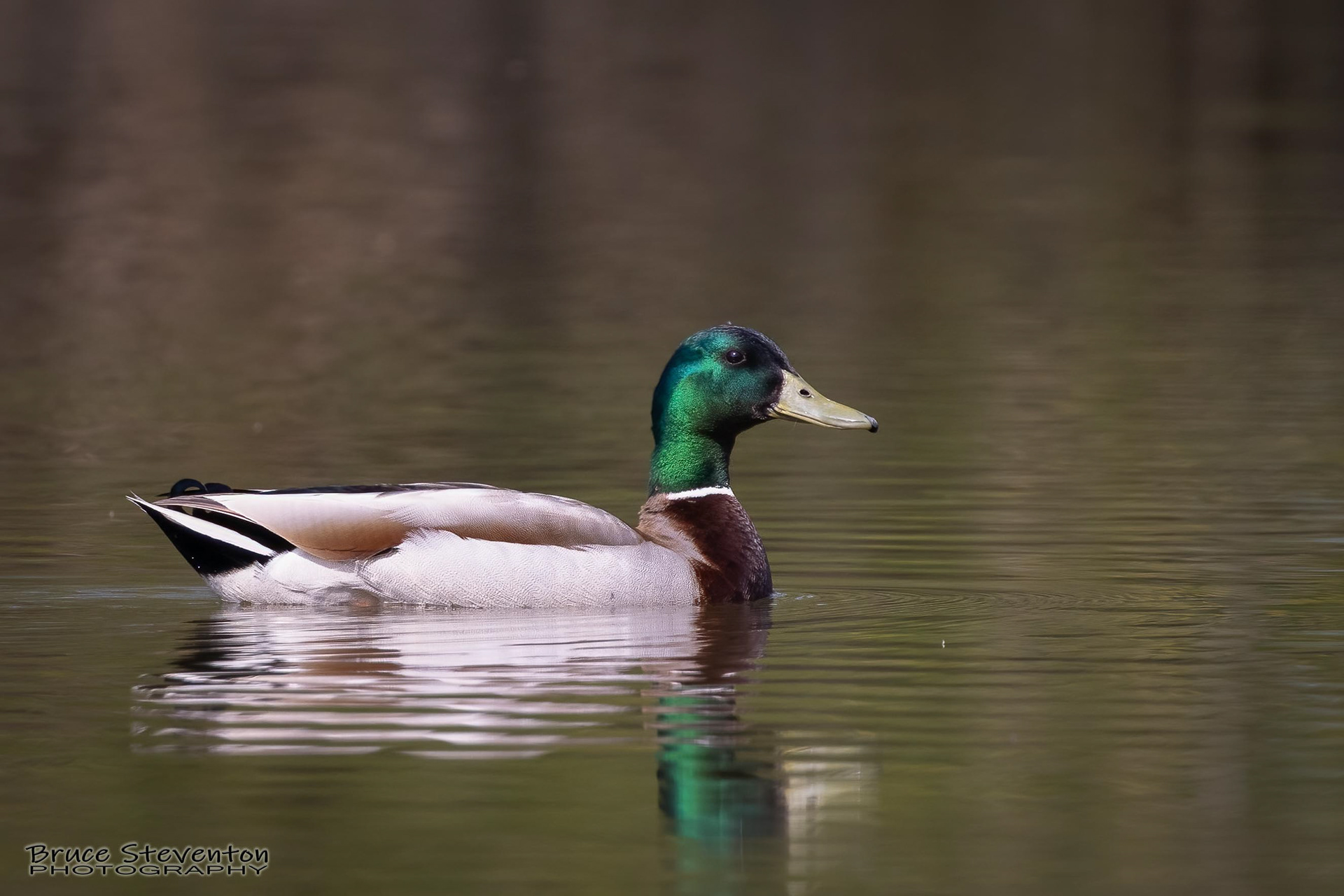 Mallard - Leicester, VT