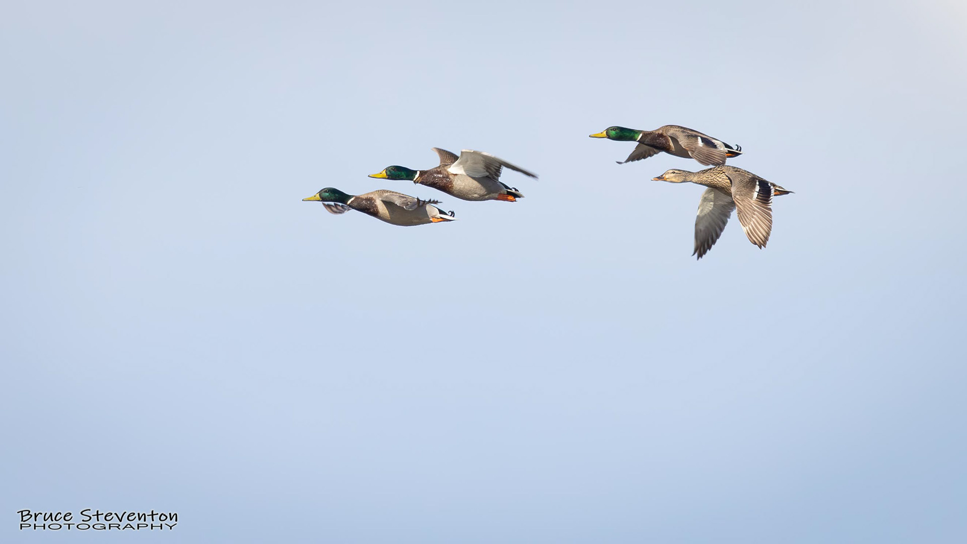 Mallard - Shoreham, VT