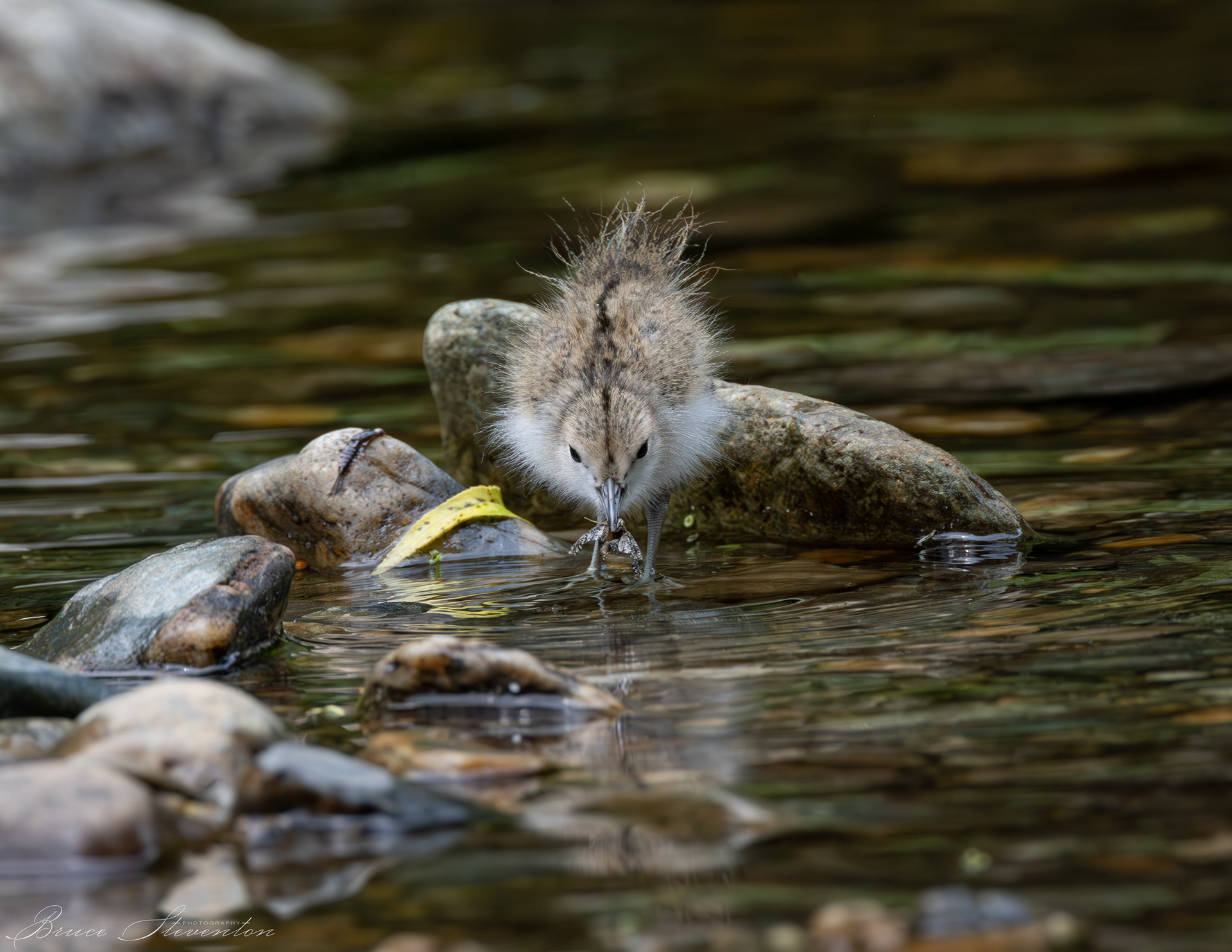 Spotted Sandpiper