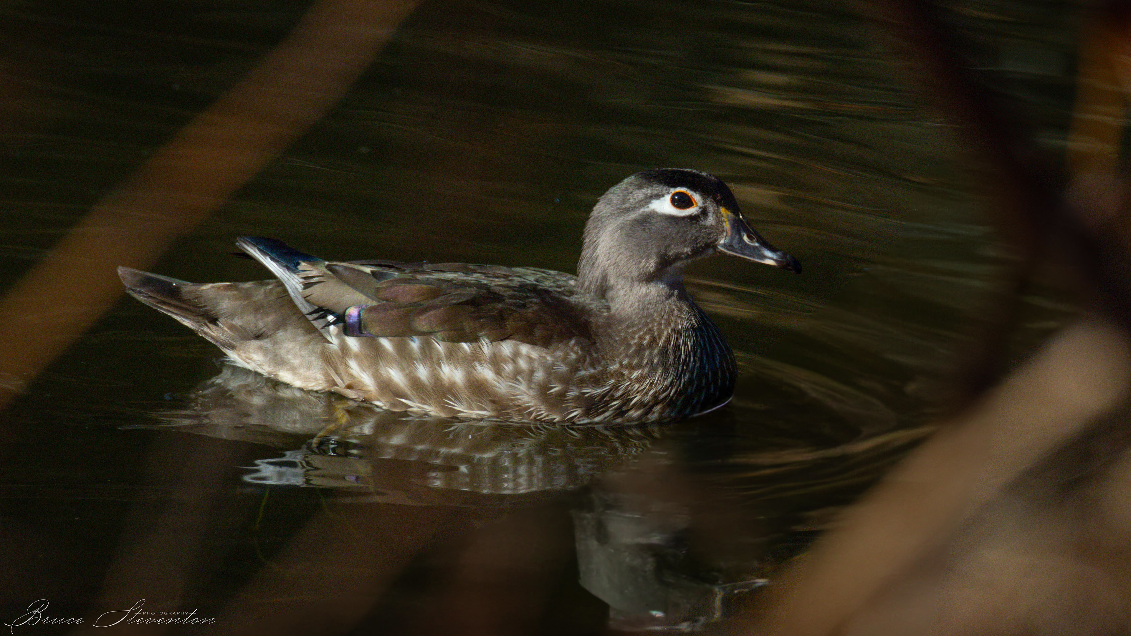 Wood Duck (F)