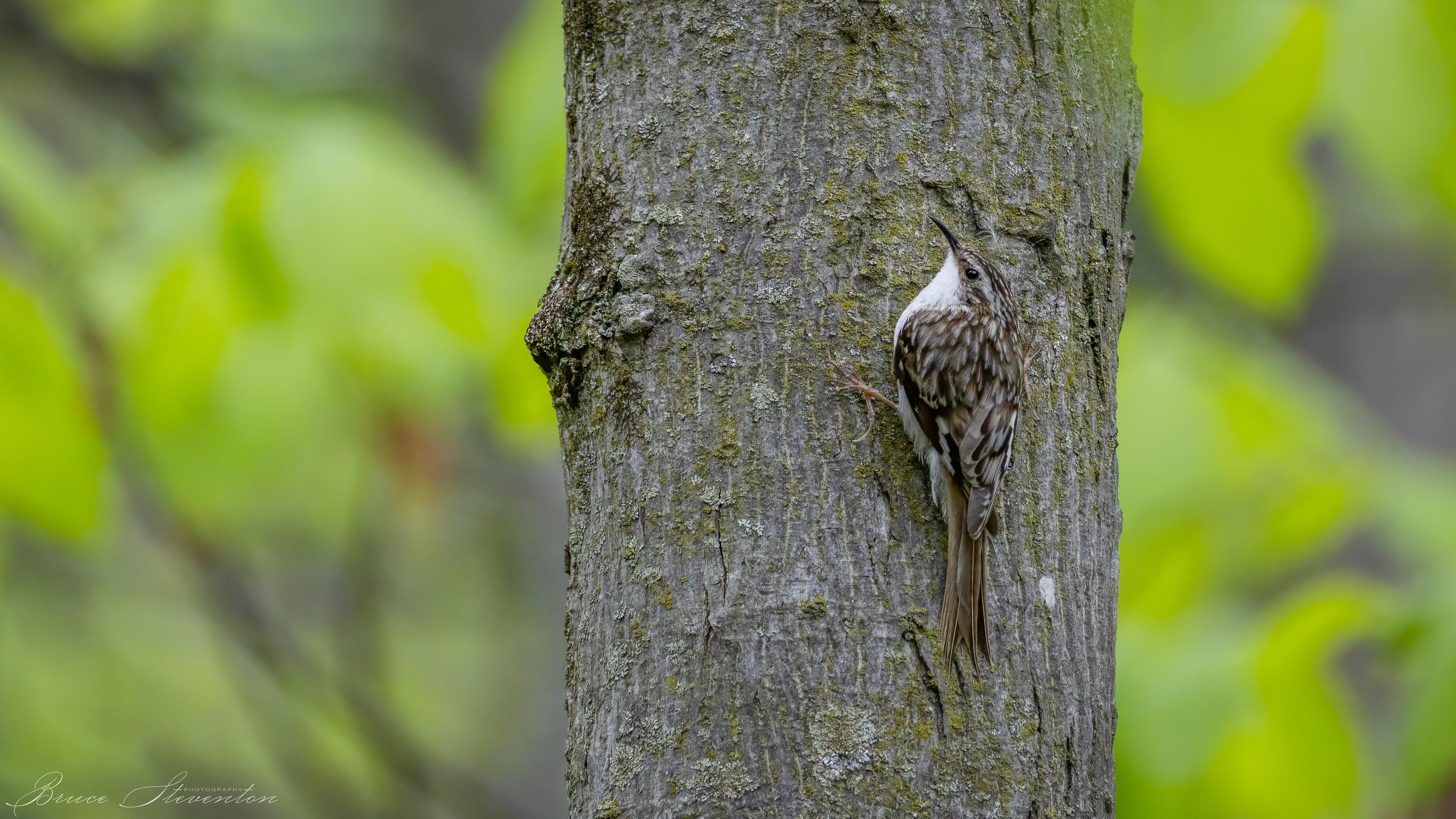 Brown Creeper