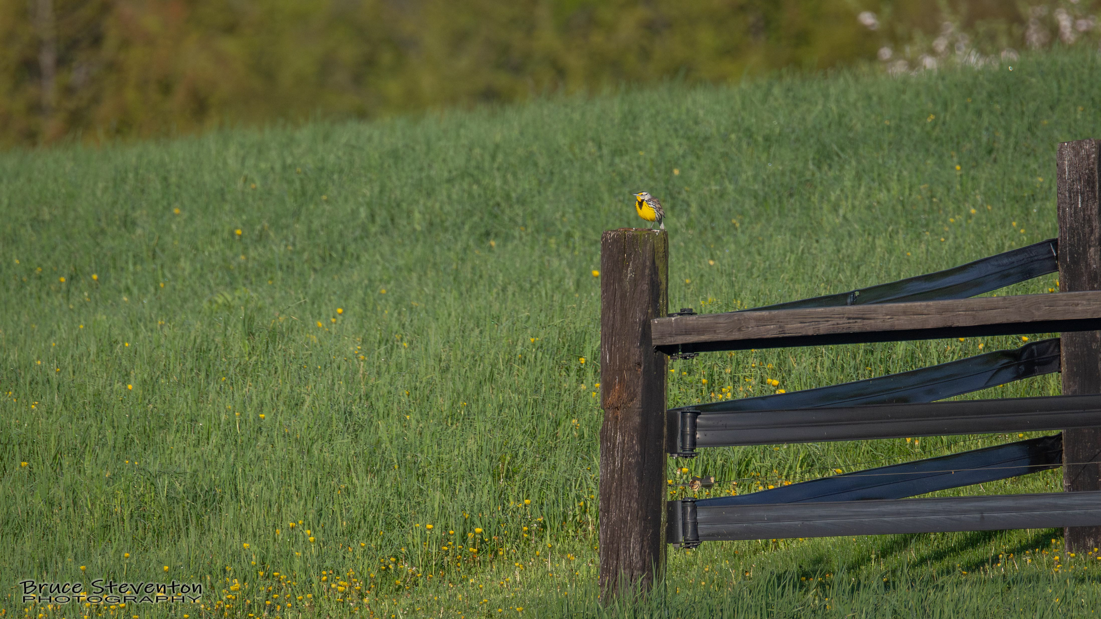 Eastern Meadowlark