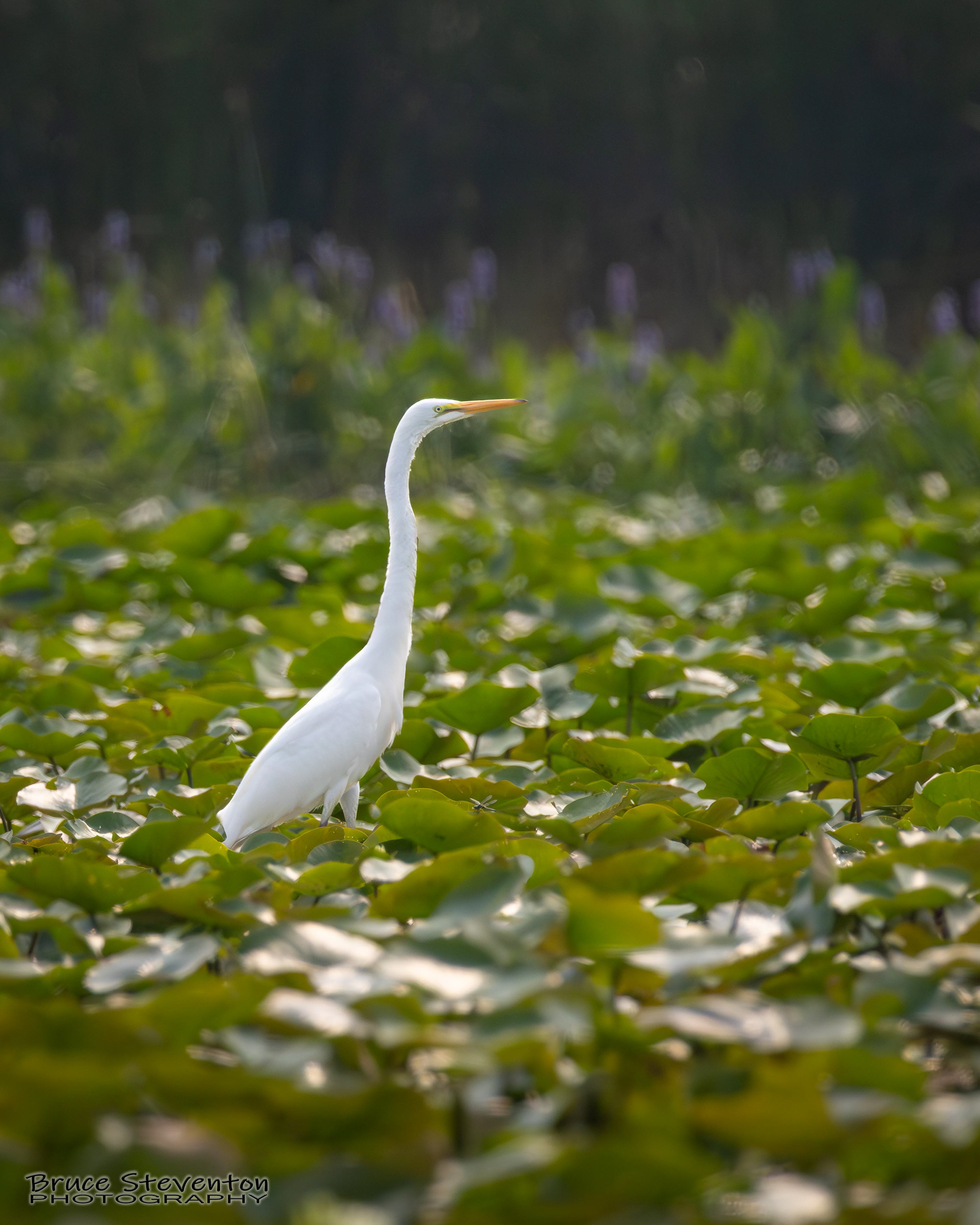 Great Egret