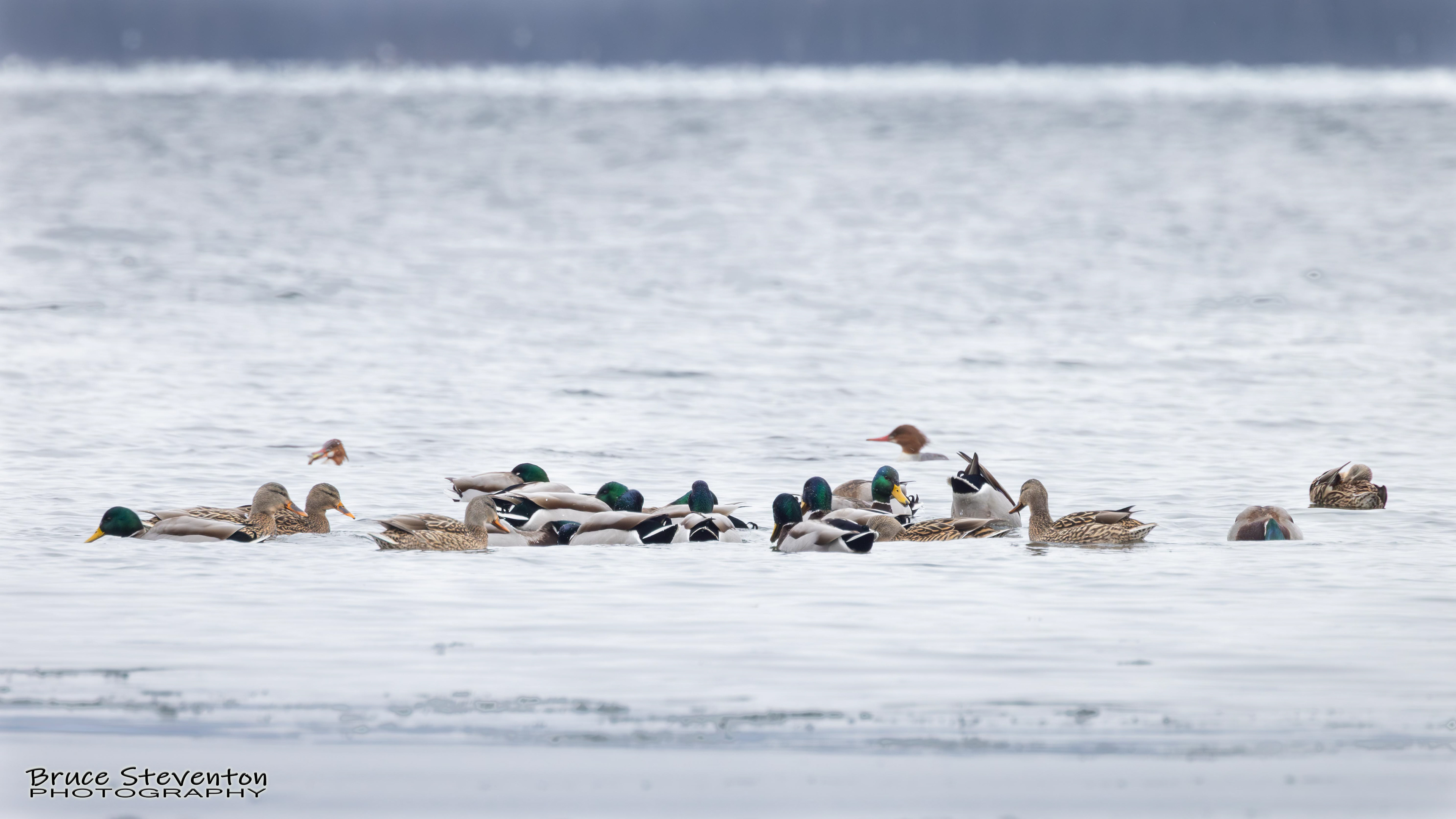 Lots of Ducks - Grand Isle, VT