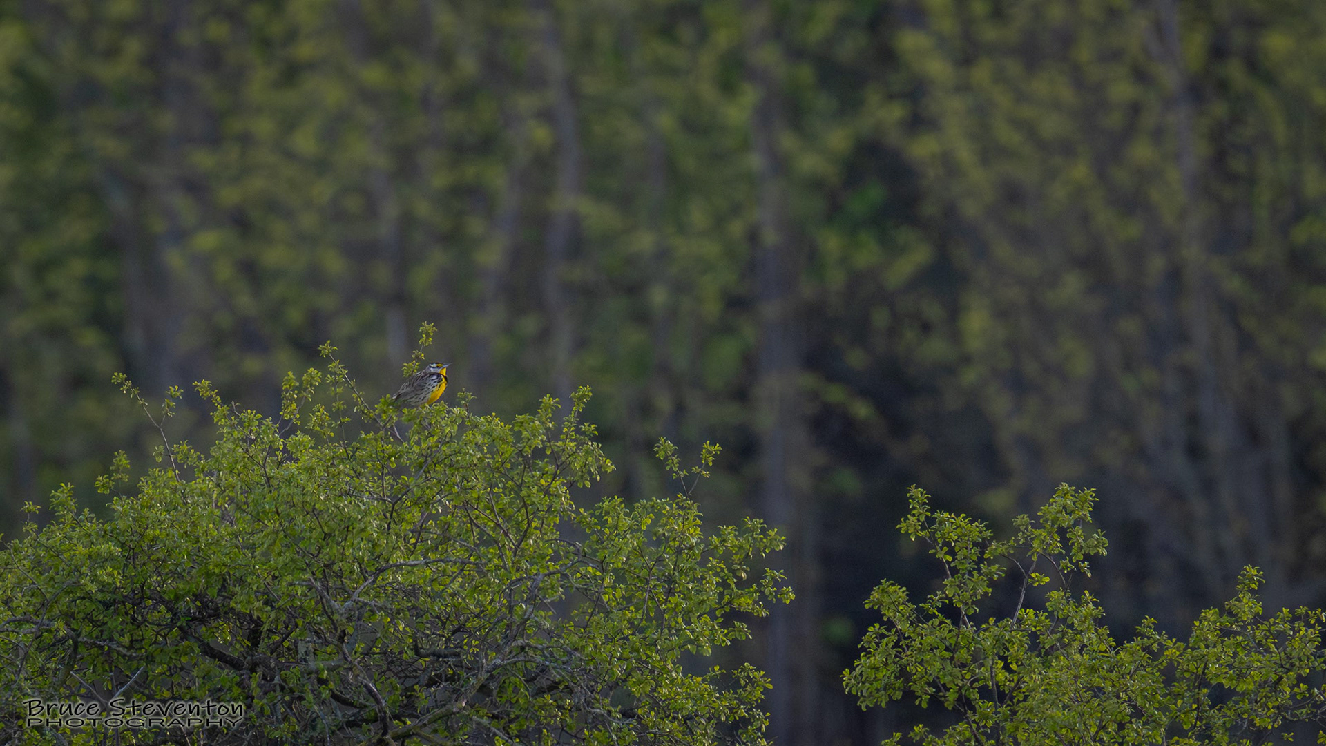 Eastern Meadowlark